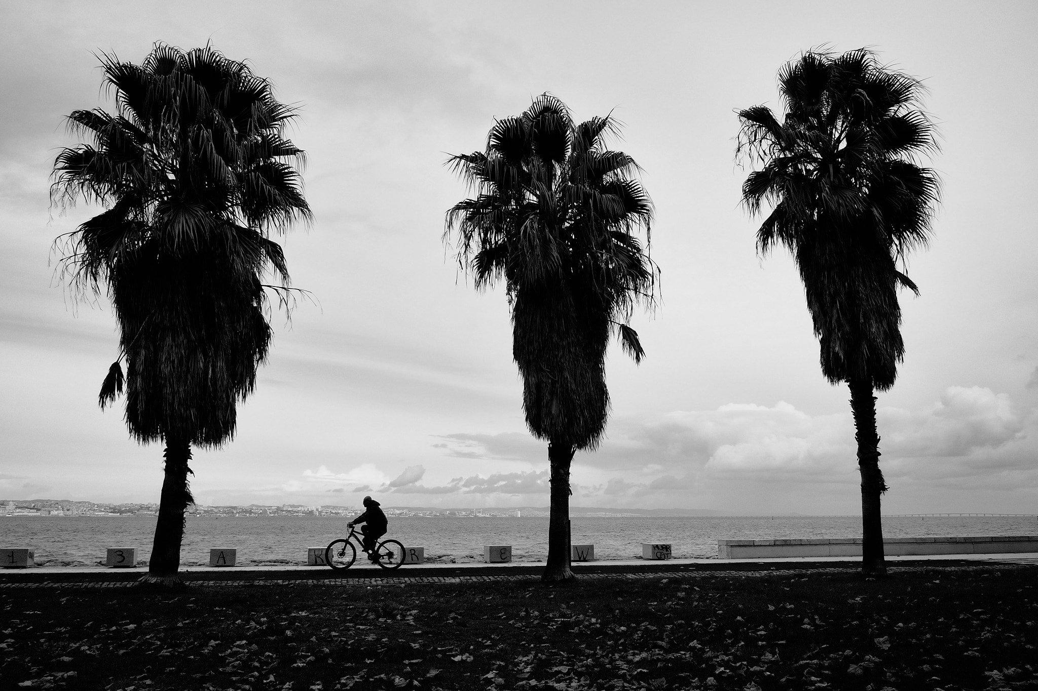 Olympus OM-D E-M5 + Panasonic Lumix G 14mm F2.5 ASPH sample photo. Palm trees photography