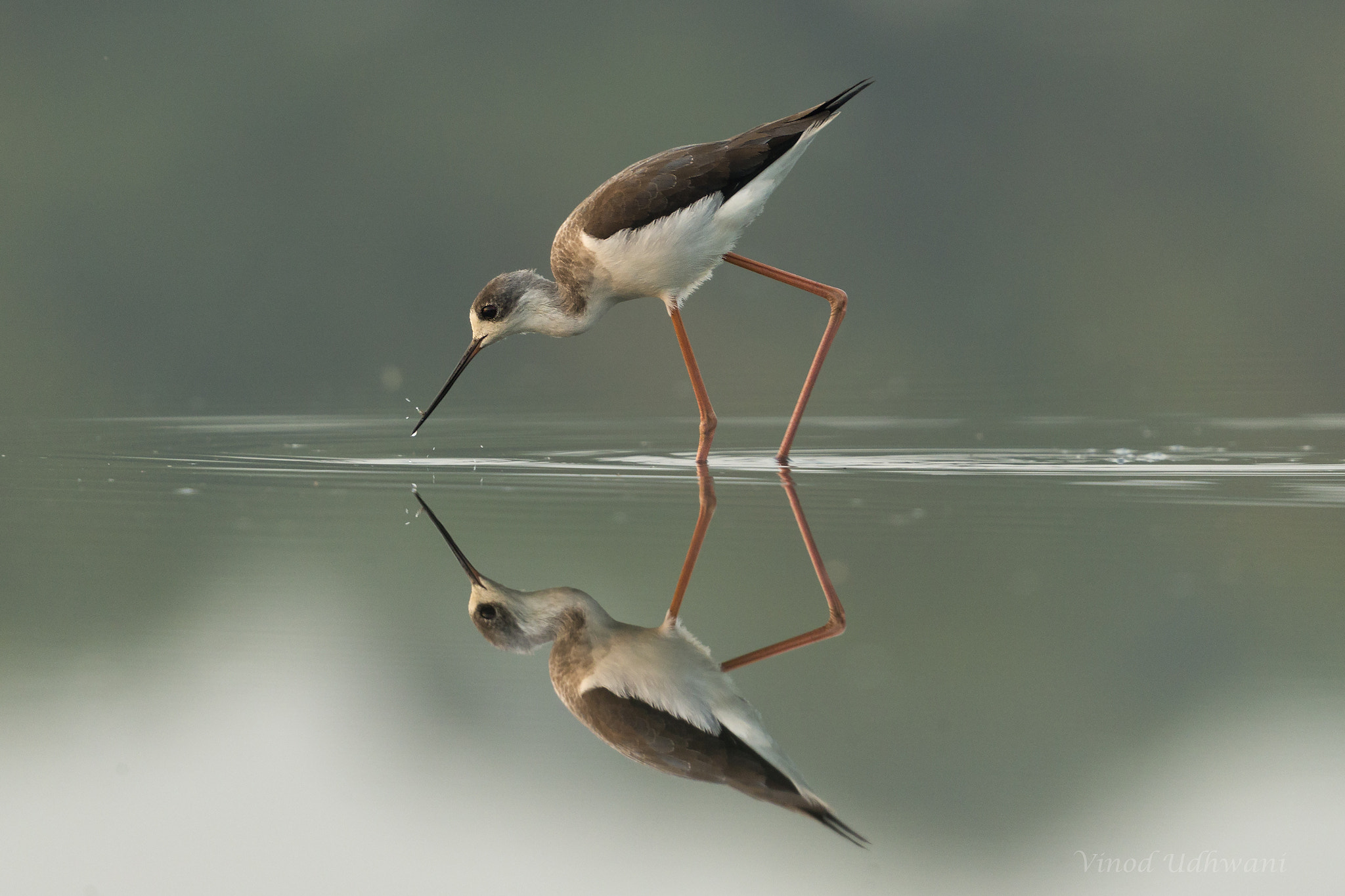Canon EF 500mm F4L IS II USM sample photo. Reflection photography
