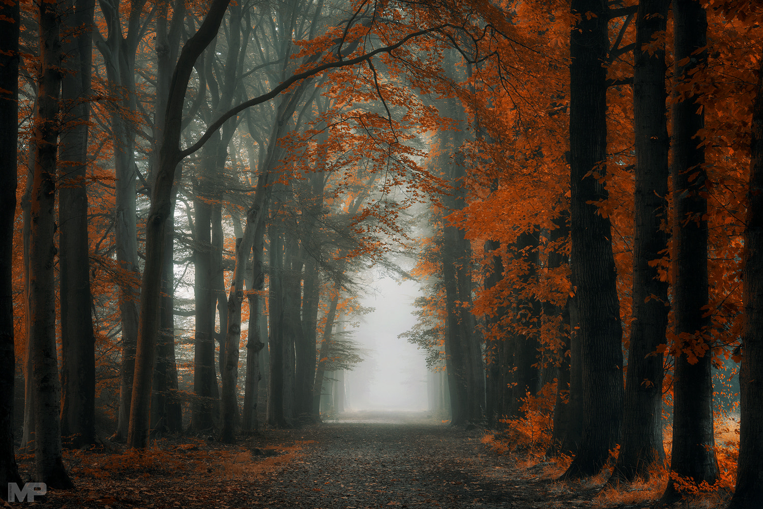 Sony E 18-200mm F3.5-6.3 OSS sample photo. Extreme autumn photography