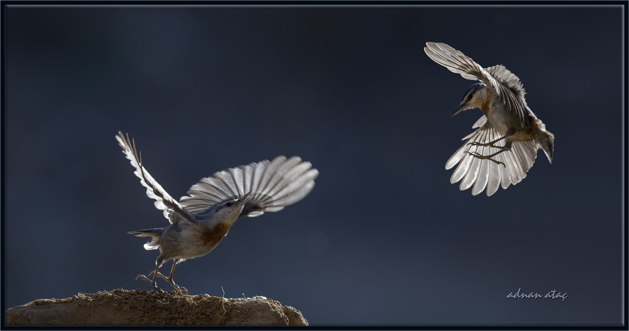 Sigma 150-600mm F5-6.3 DG OS HSM | S sample photo. Anadolu sıvacısı - krüper`s nuthatch - sitta krueperi photography