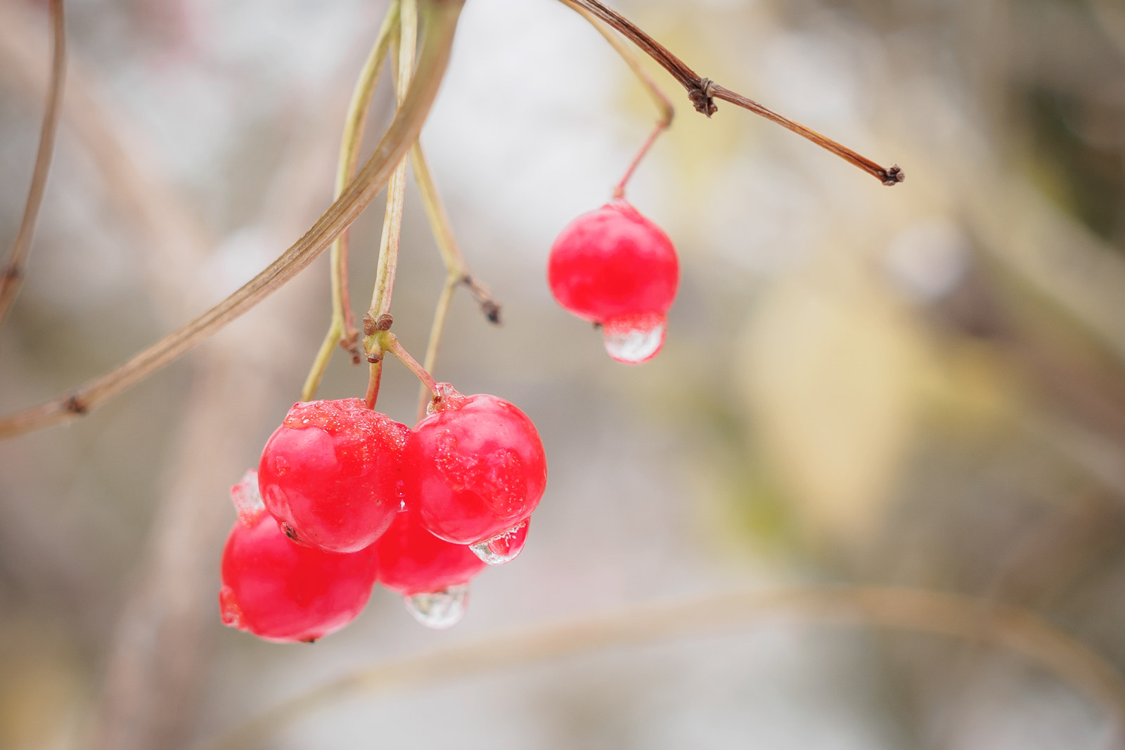 Olympus OM-D E-M10 sample photo. Winter berries photography