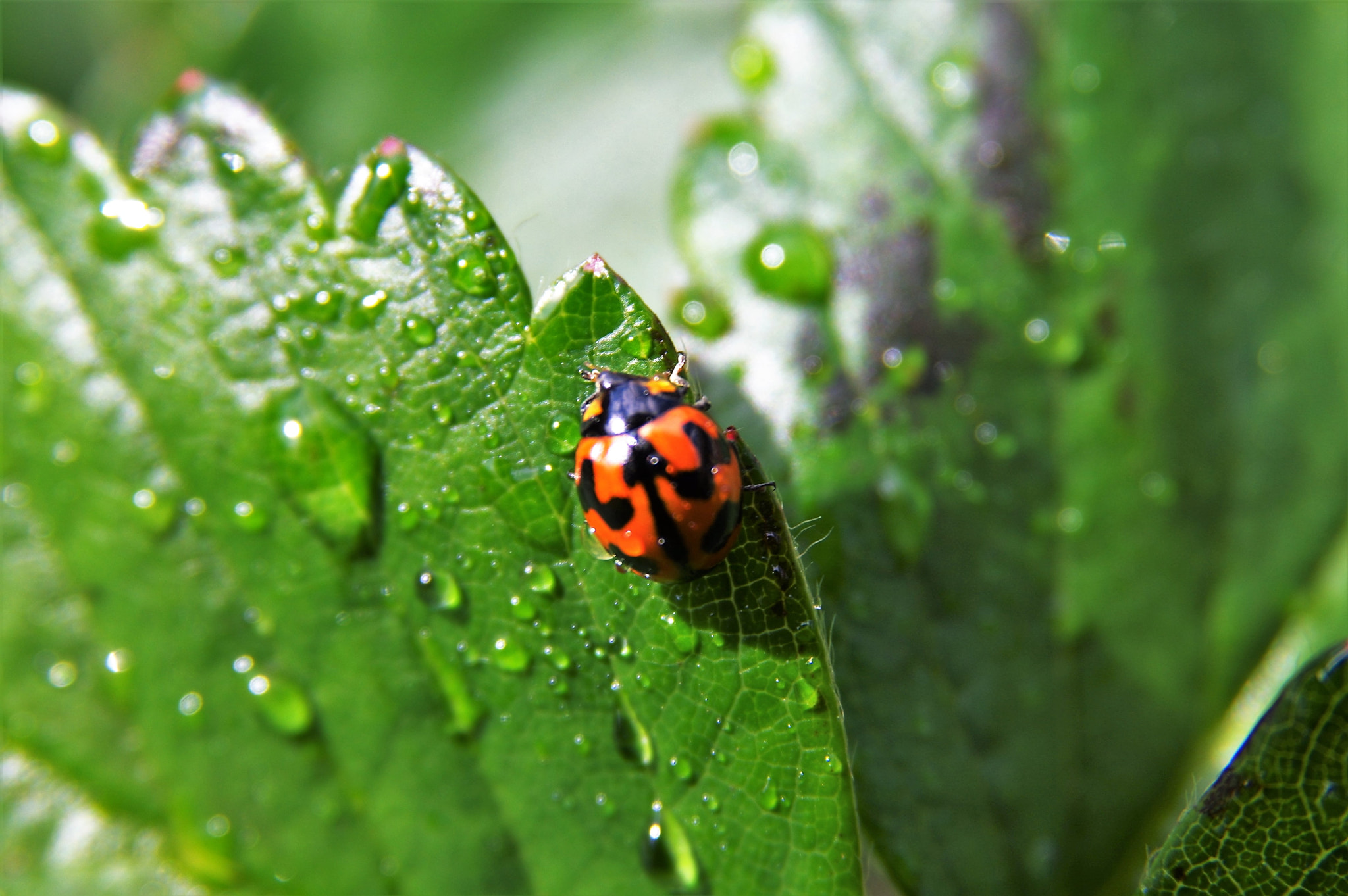 Pentax K-3 + Sigma 17-70mm F2.8-4.5 DC Macro sample photo. Lady bug photography