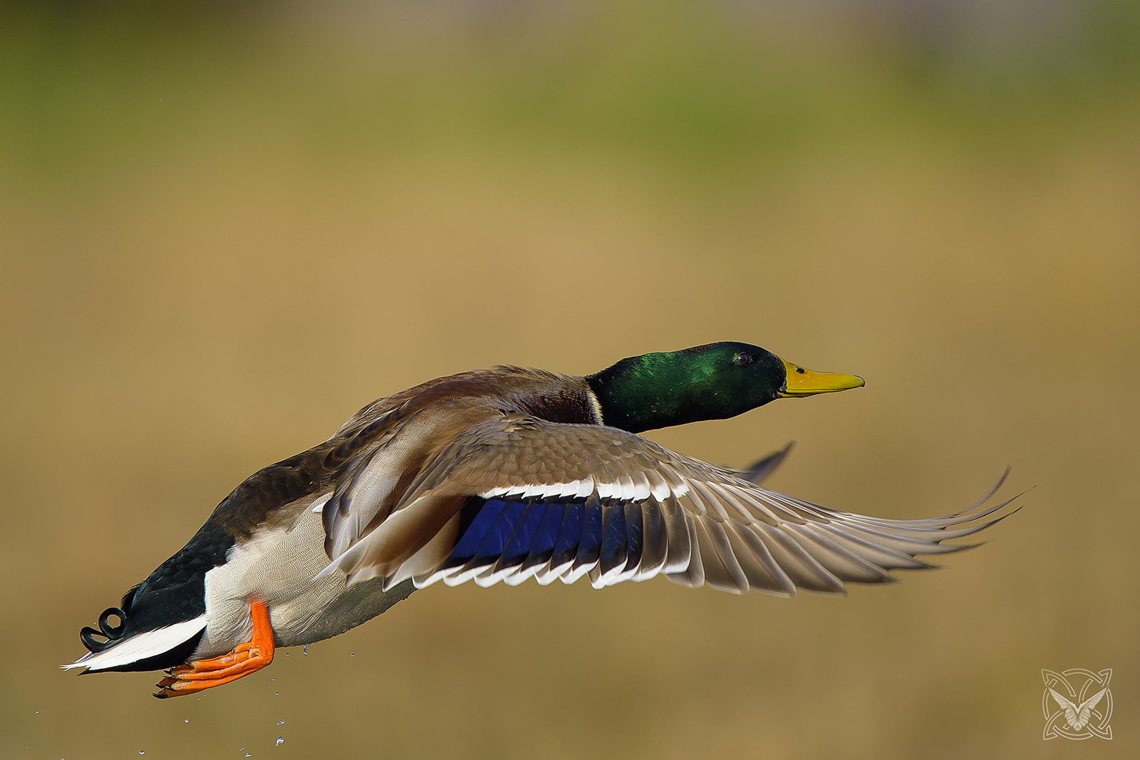 Nikon D4S + Nikon AF-S Nikkor 600mm F4G ED VR sample photo. Anas platyrhynchos ♂ - germano reale - mallard photography