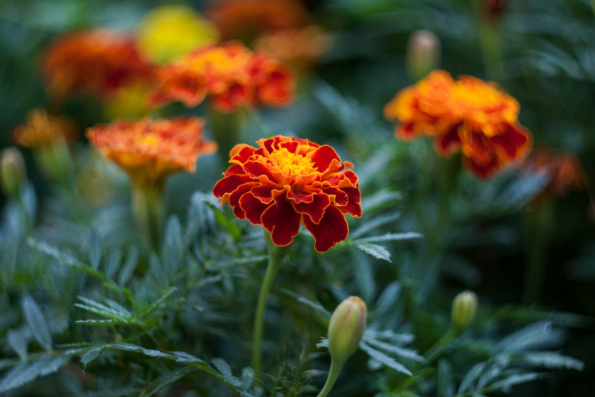 Canon EF 35-80mm f/4-5.6 sample photo. * photography