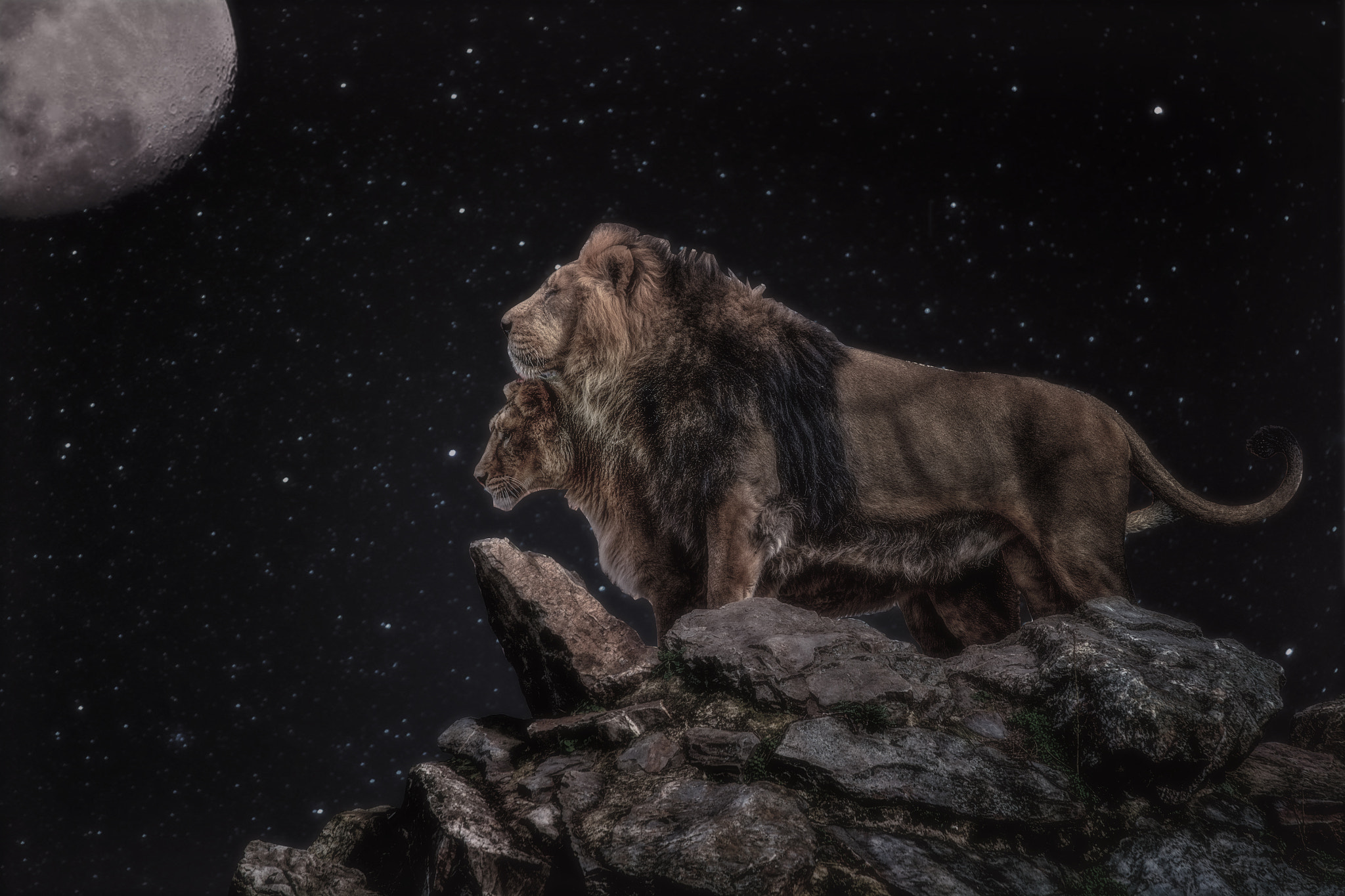 Nikon D800 sample photo. The king and his queen photography