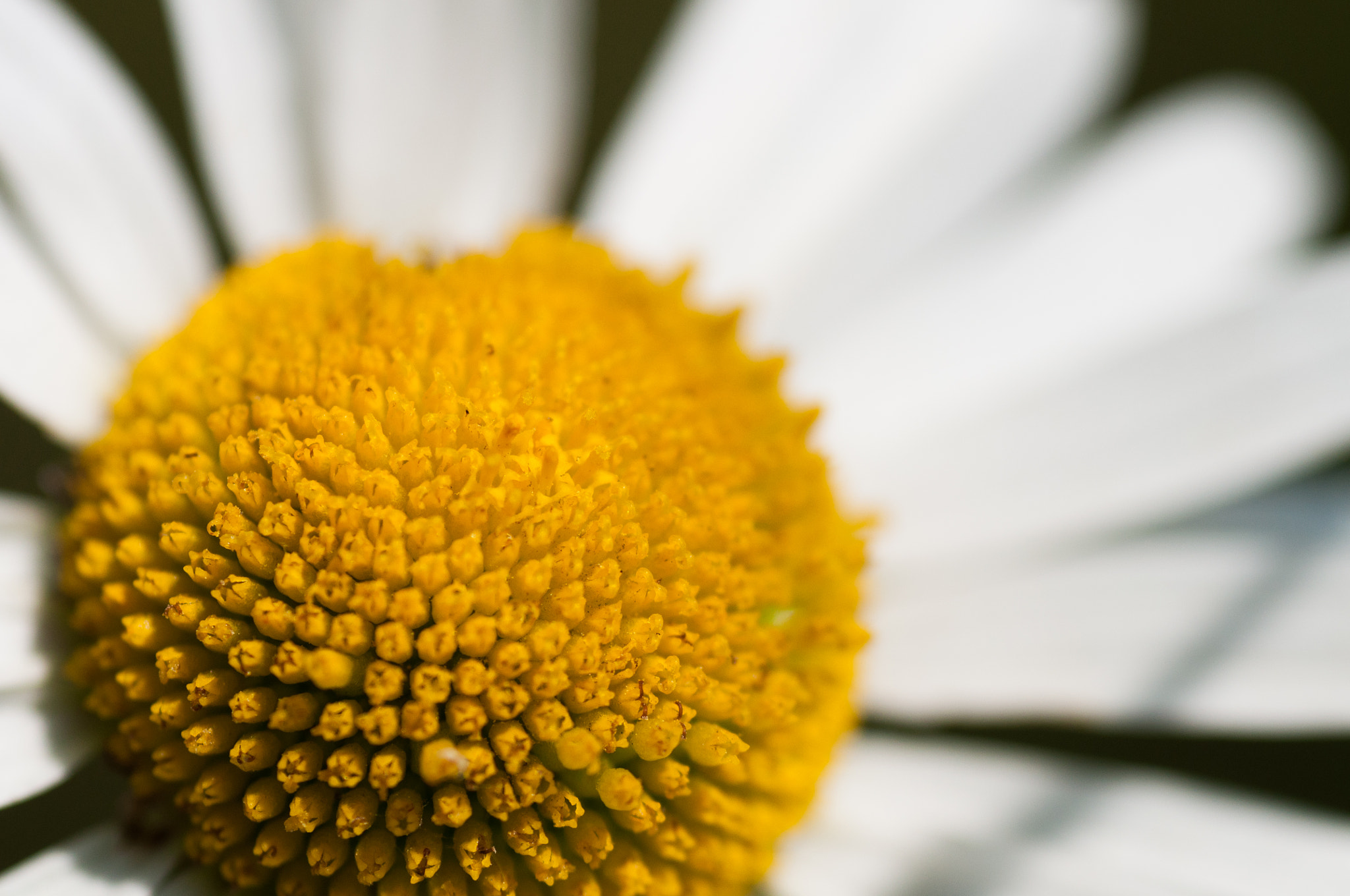 Nikon D5000 sample photo. Daisy photography