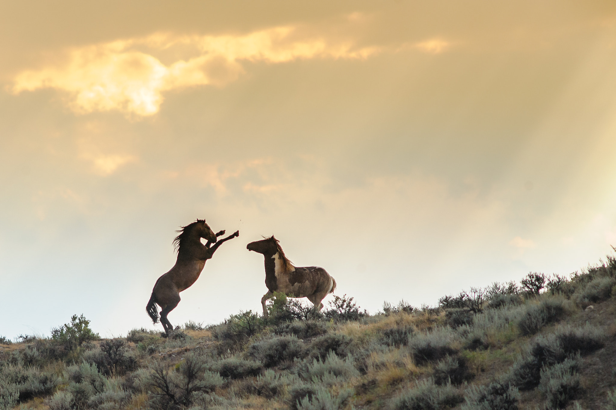 Nikon D700 sample photo. Mustang horses photography