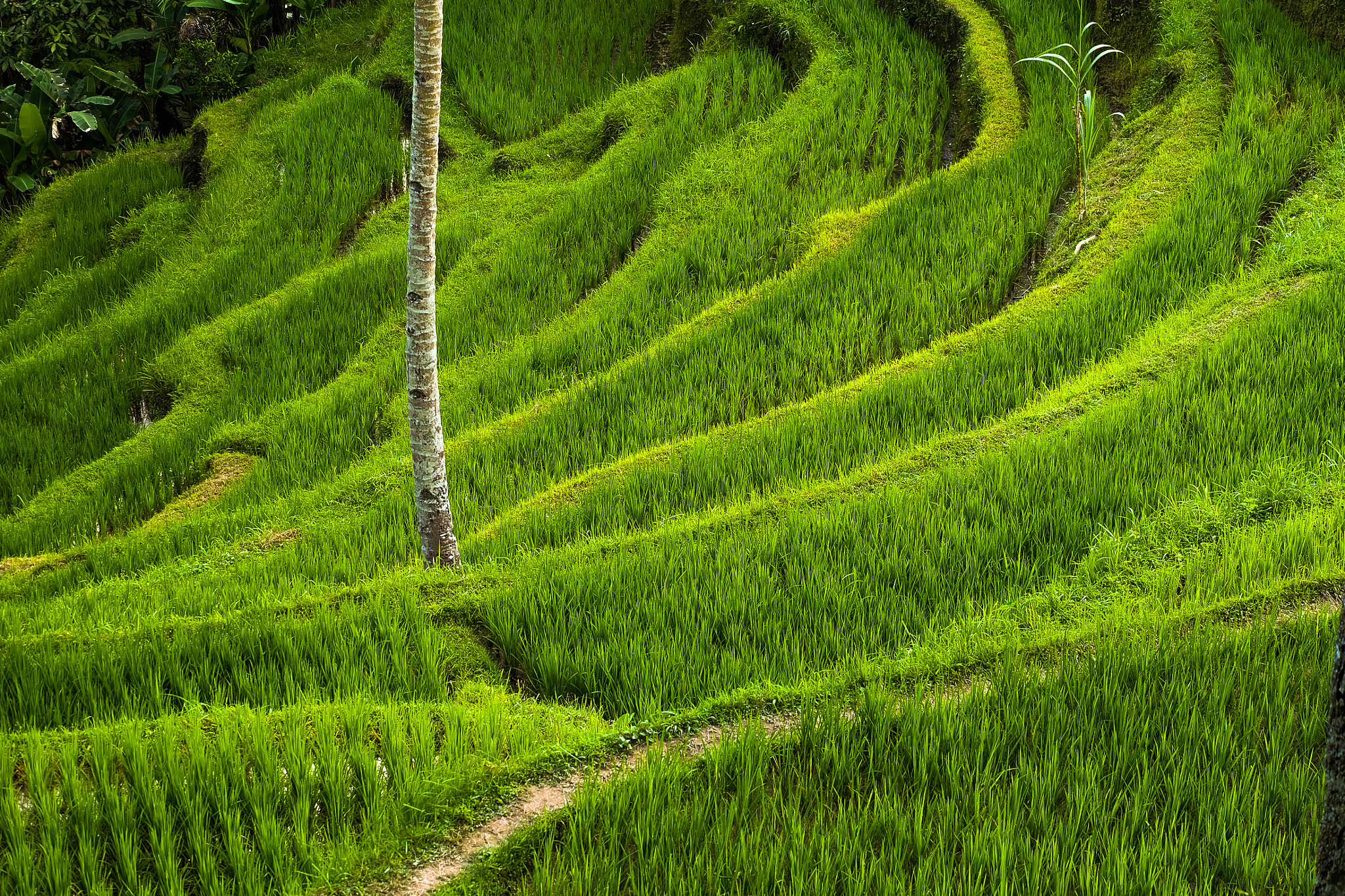 Fujifilm XC 50-230mm F4.5-6.7 OIS sample photo. Green rice field, fresh air photography
