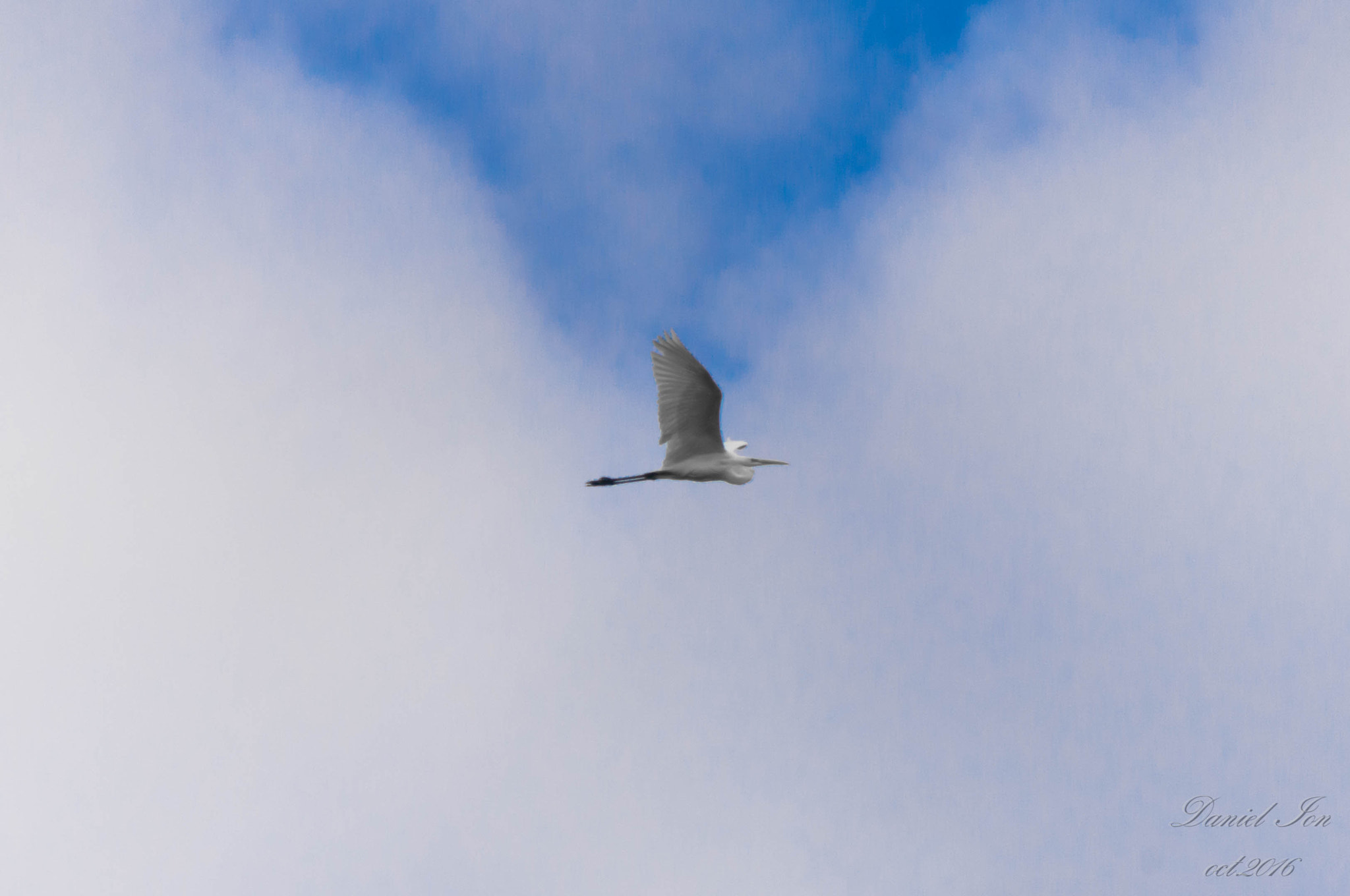 Pentax K-x + smc PENTAX-FA 80-320mm F4.5-5.6 sample photo. Ardea alba photography