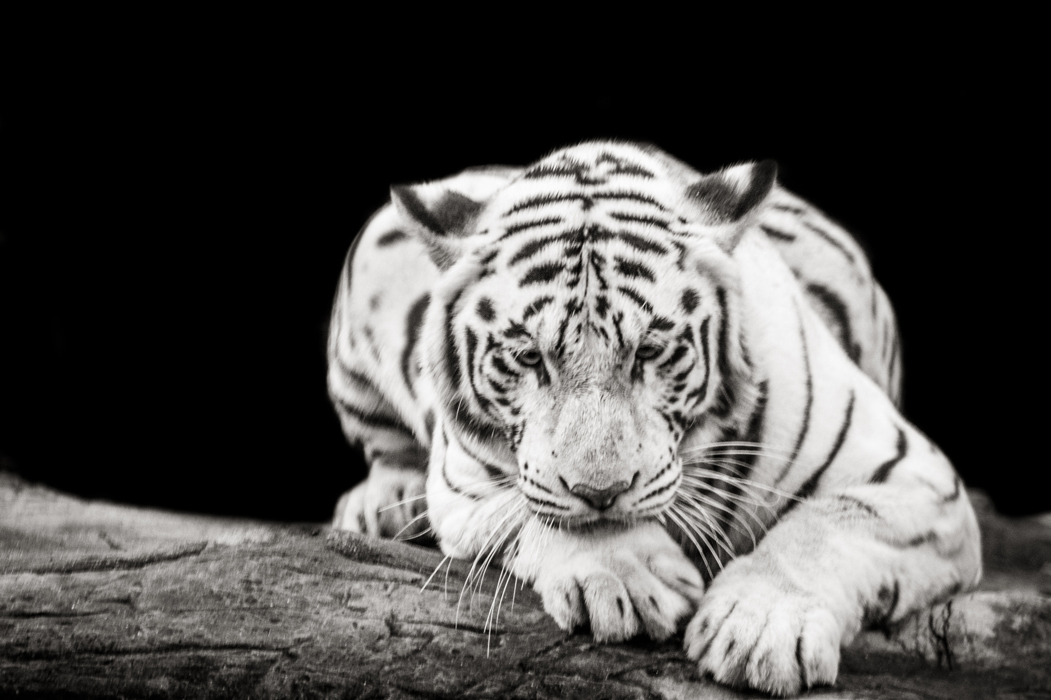 Nikon AF-S Nikkor 70-200mm F2.8G ED VR II sample photo. White tiger photography