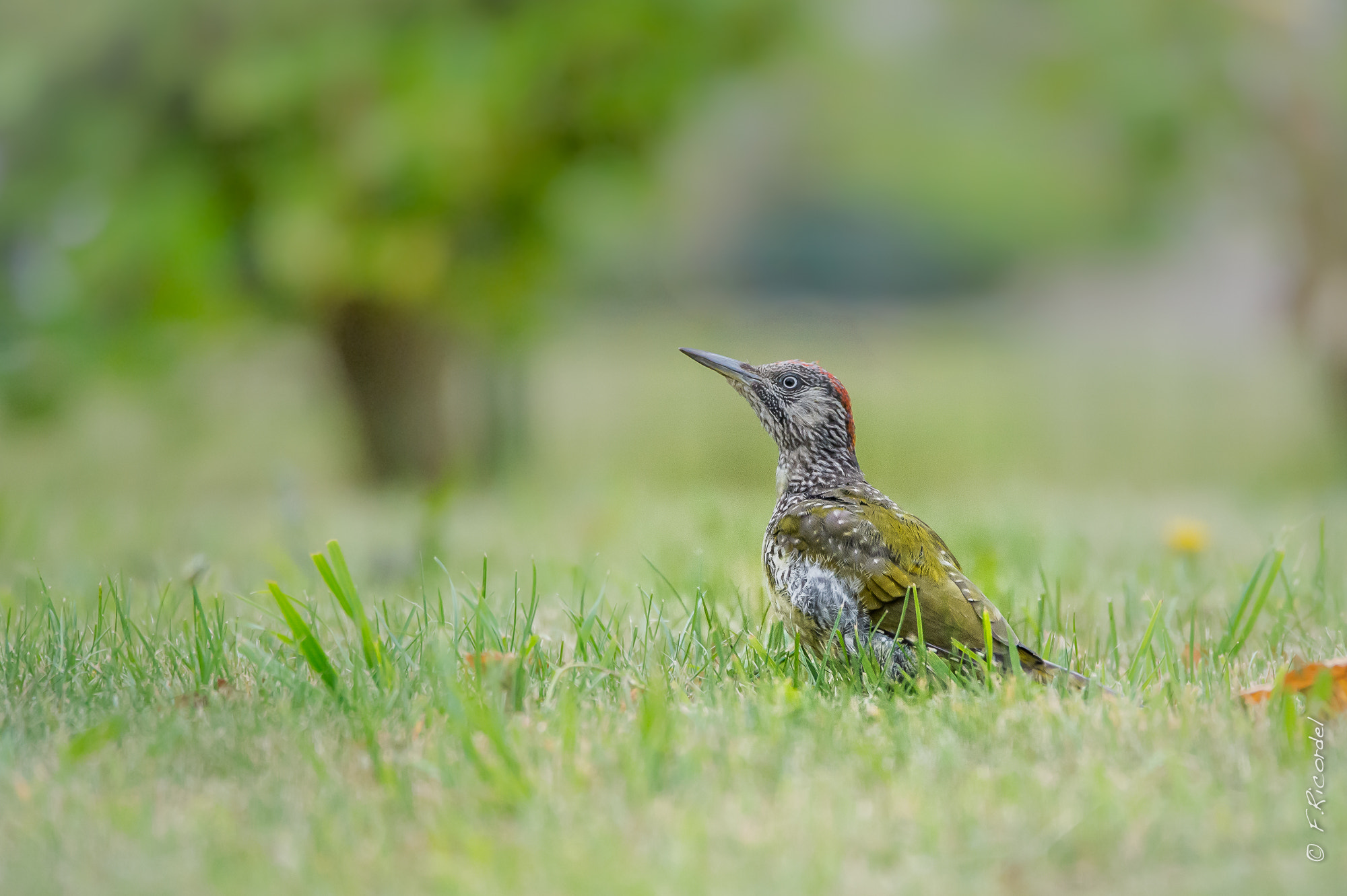 Sigma 150-600mm F5-6.3 DG OS HSM | C sample photo. Juvenile woodpecker photography
