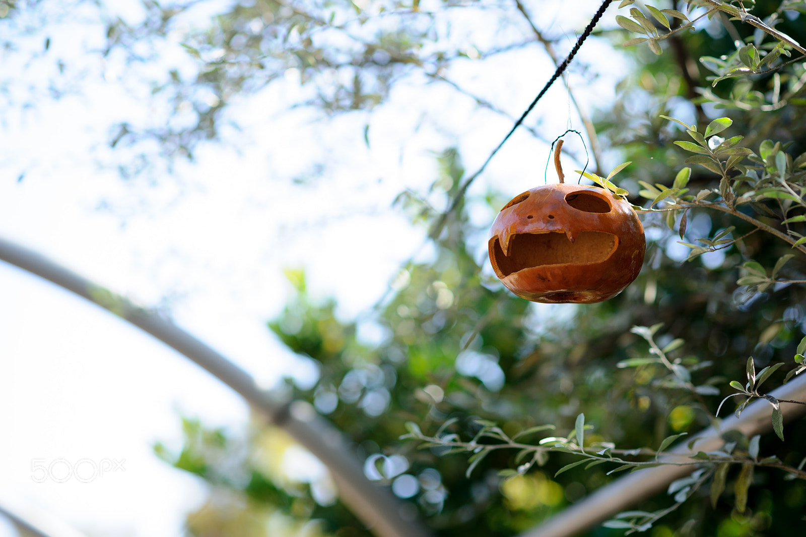 Nikon D3S + Nikon AF-S Nikkor 85mm F1.8G sample photo. Gourd ghost photography