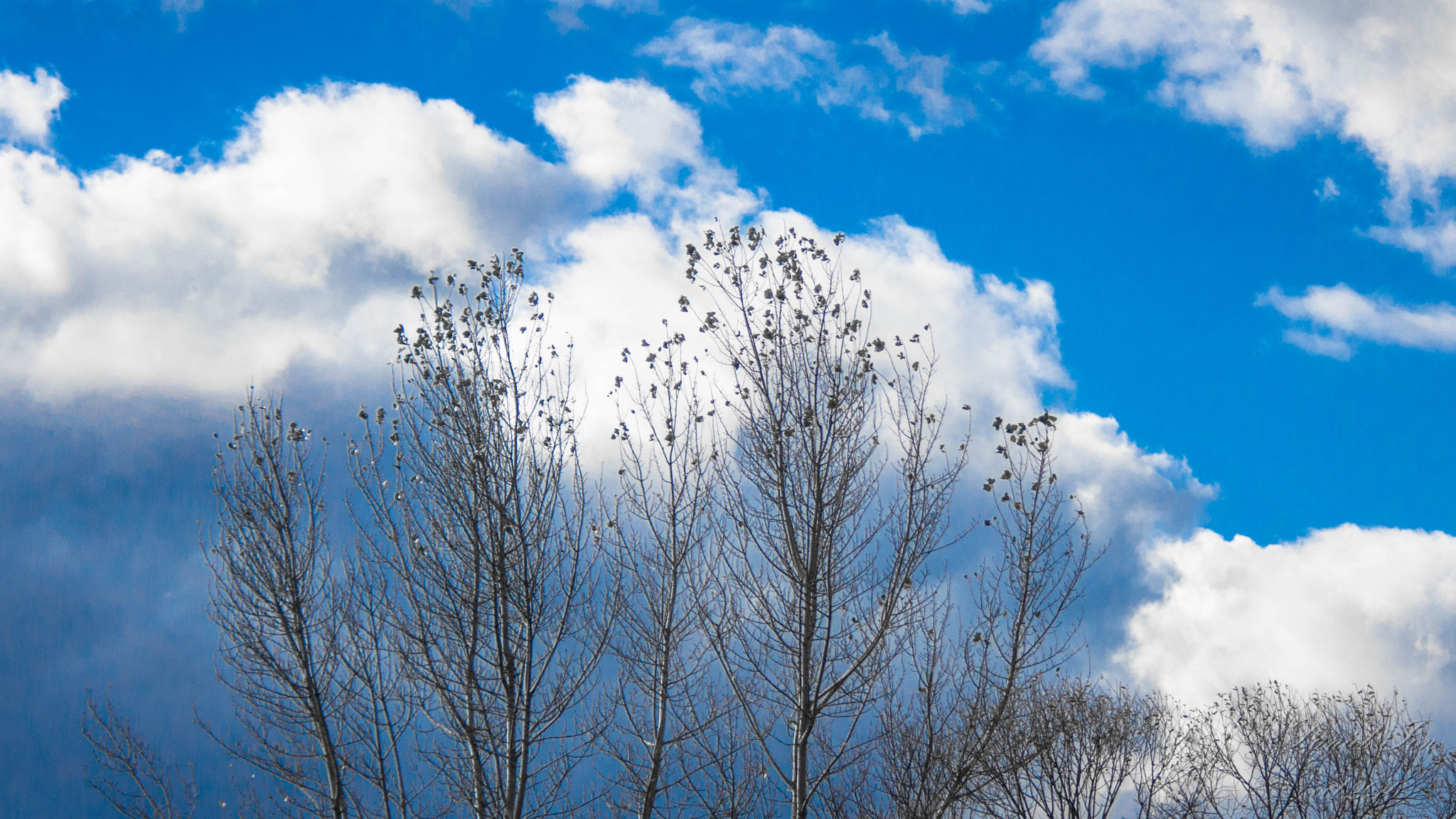 Pentax K-x sample photo. Tree and clouds photography