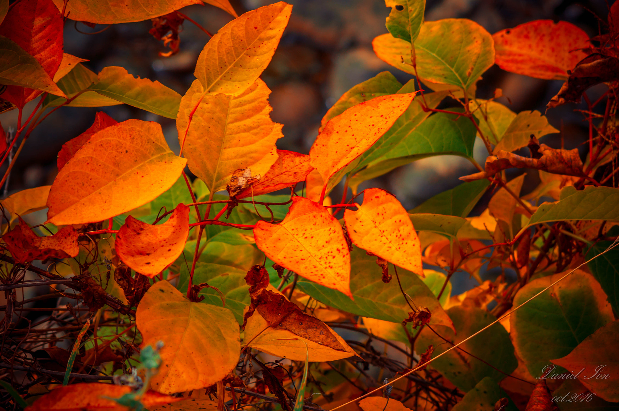 Pentax K-x + smc PENTAX-FA 80-320mm F4.5-5.6 sample photo. Leaves photography