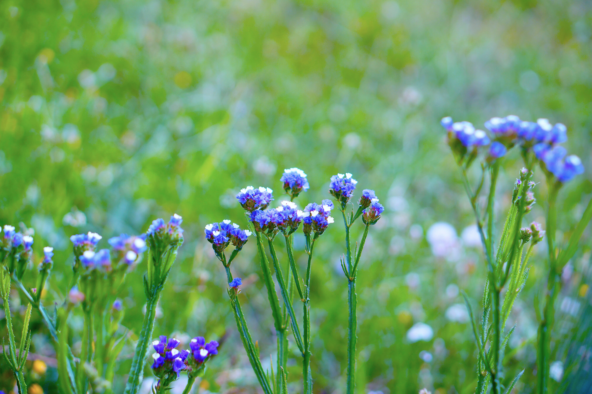 Sony Alpha a3000 sample photo. Flower photography