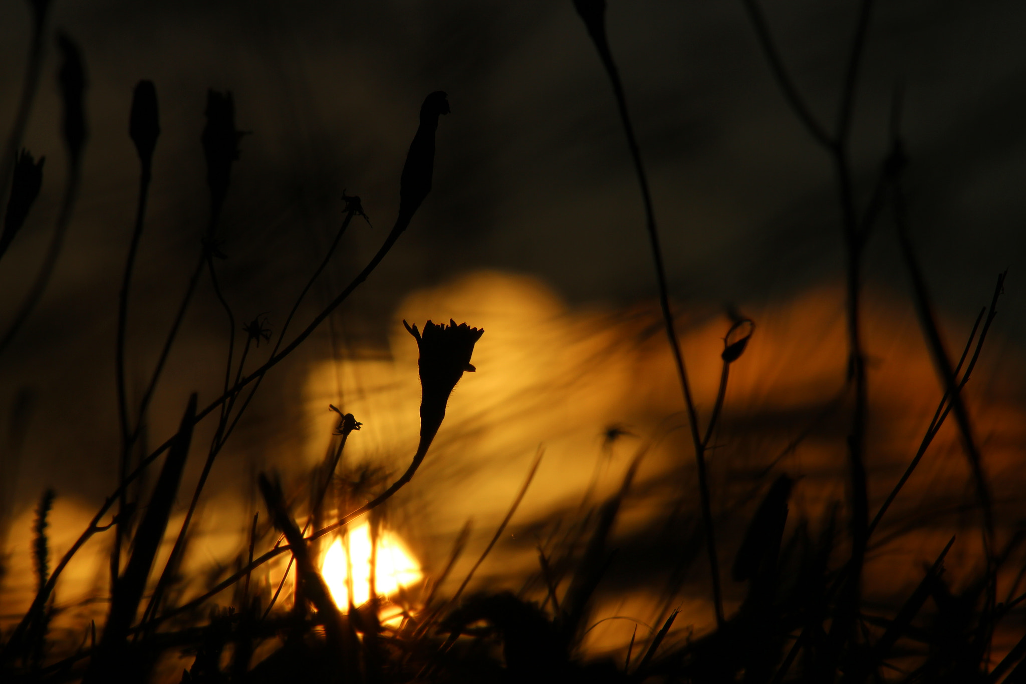 Canon EF 75-300mm f/4-5.6 USM sample photo. Taraxacum photography