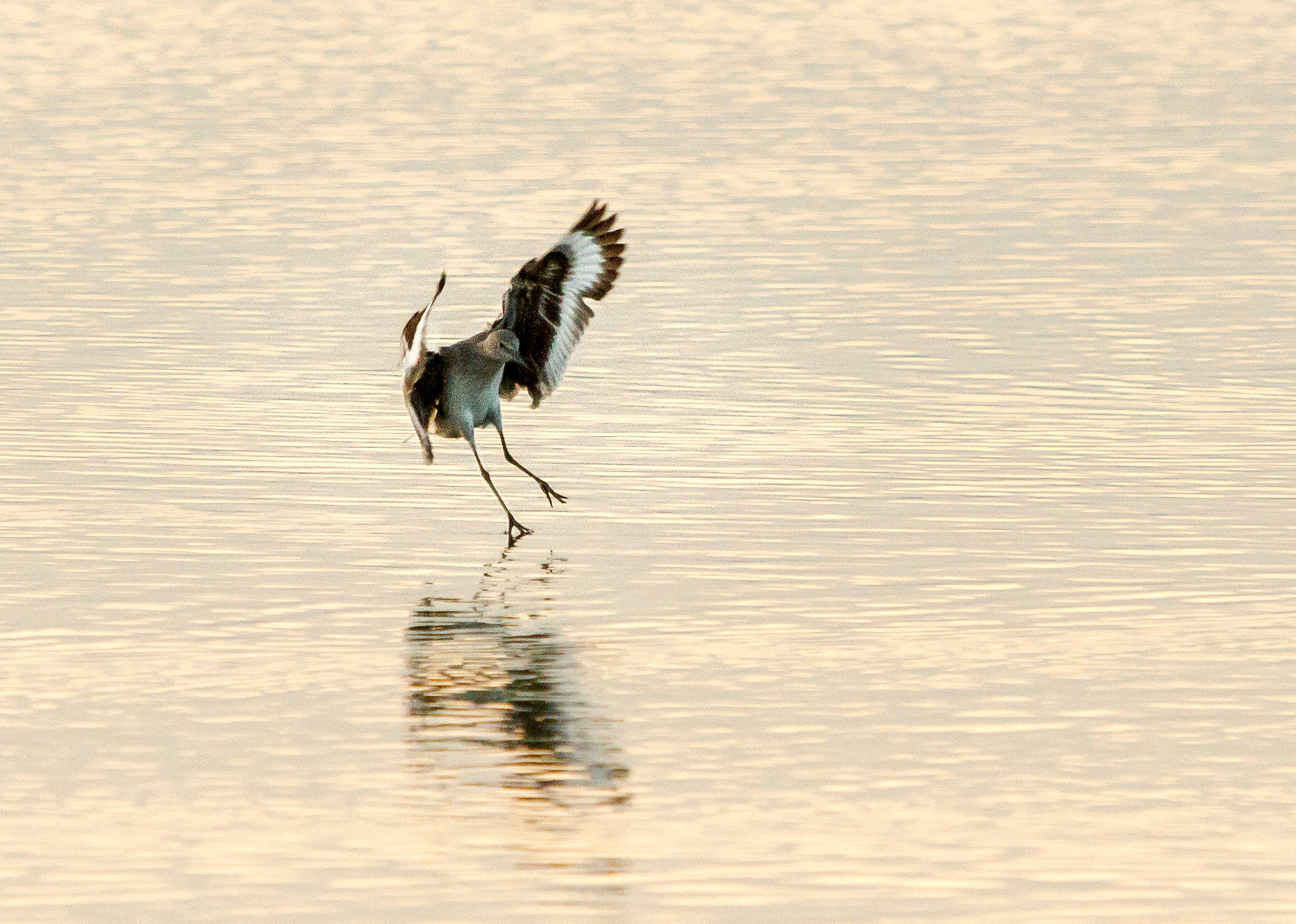 Canon EF 70-200mm F2.8L IS USM sample photo. Landing photography