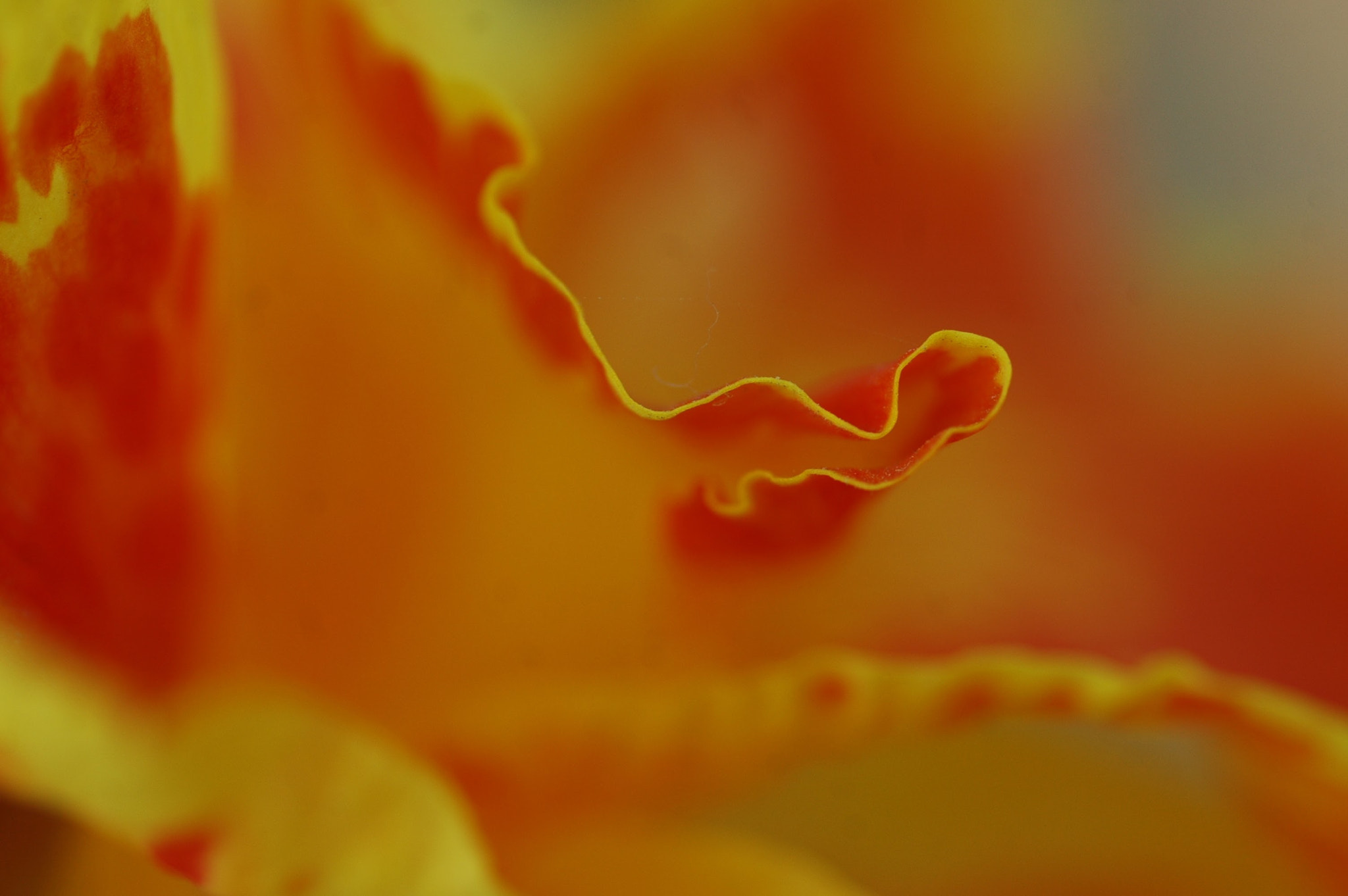 Tamron SP AF 90mm F2.8 Di Macro sample photo. Petals photography