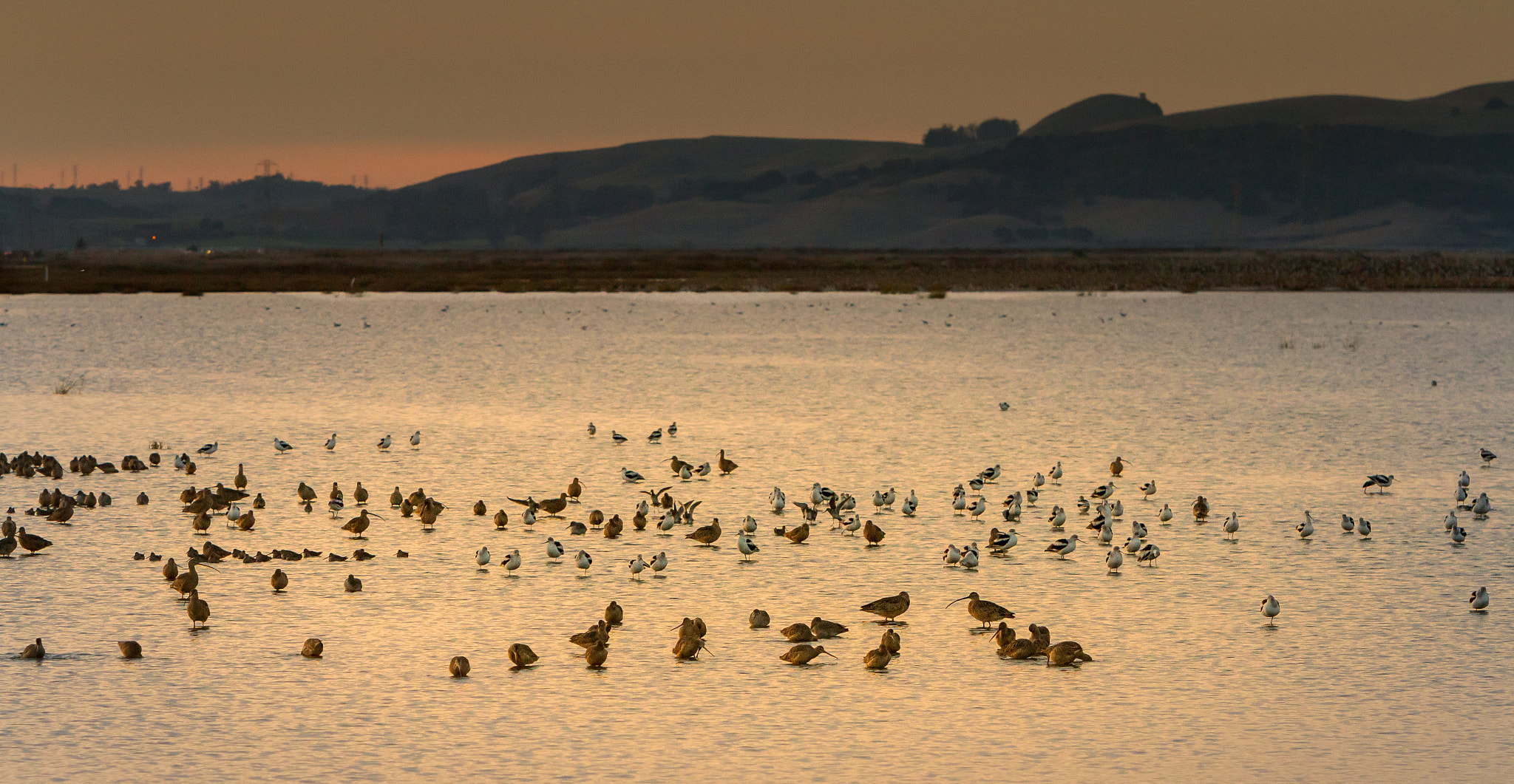 Canon EF 70-200mm F2.8L IS USM sample photo. Birds on a pond photography