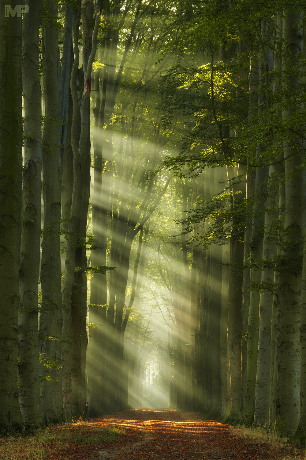 Sony E 18-200mm F3.5-6.3 OSS sample photo. Rays of autumn ii photography