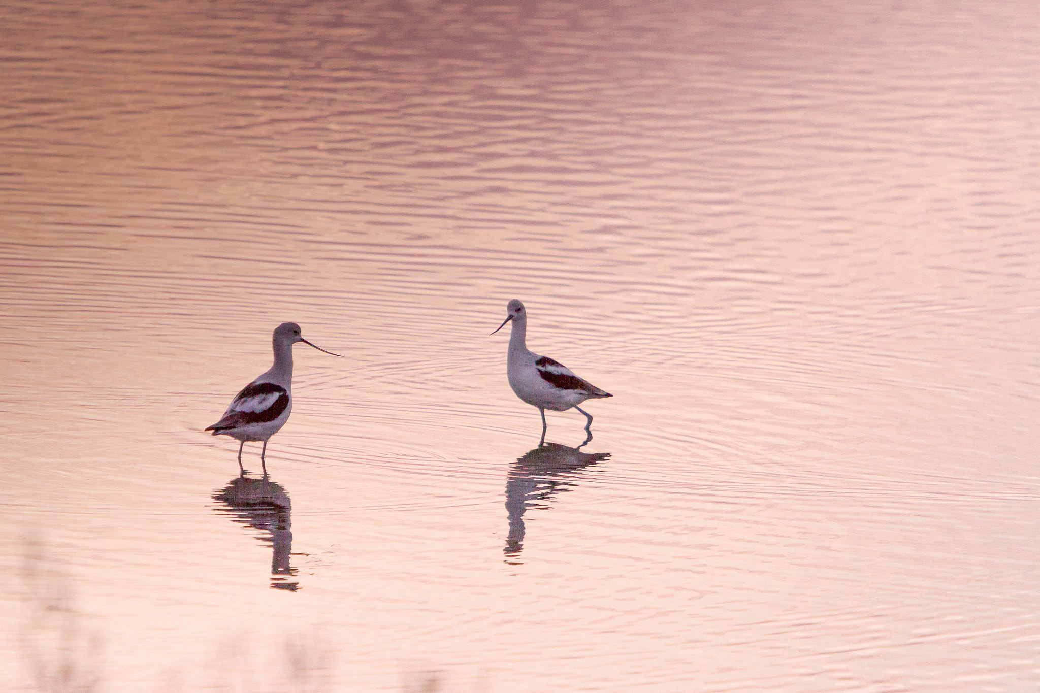 Canon EF 70-200mm F2.8L IS USM sample photo. Falling in love photography