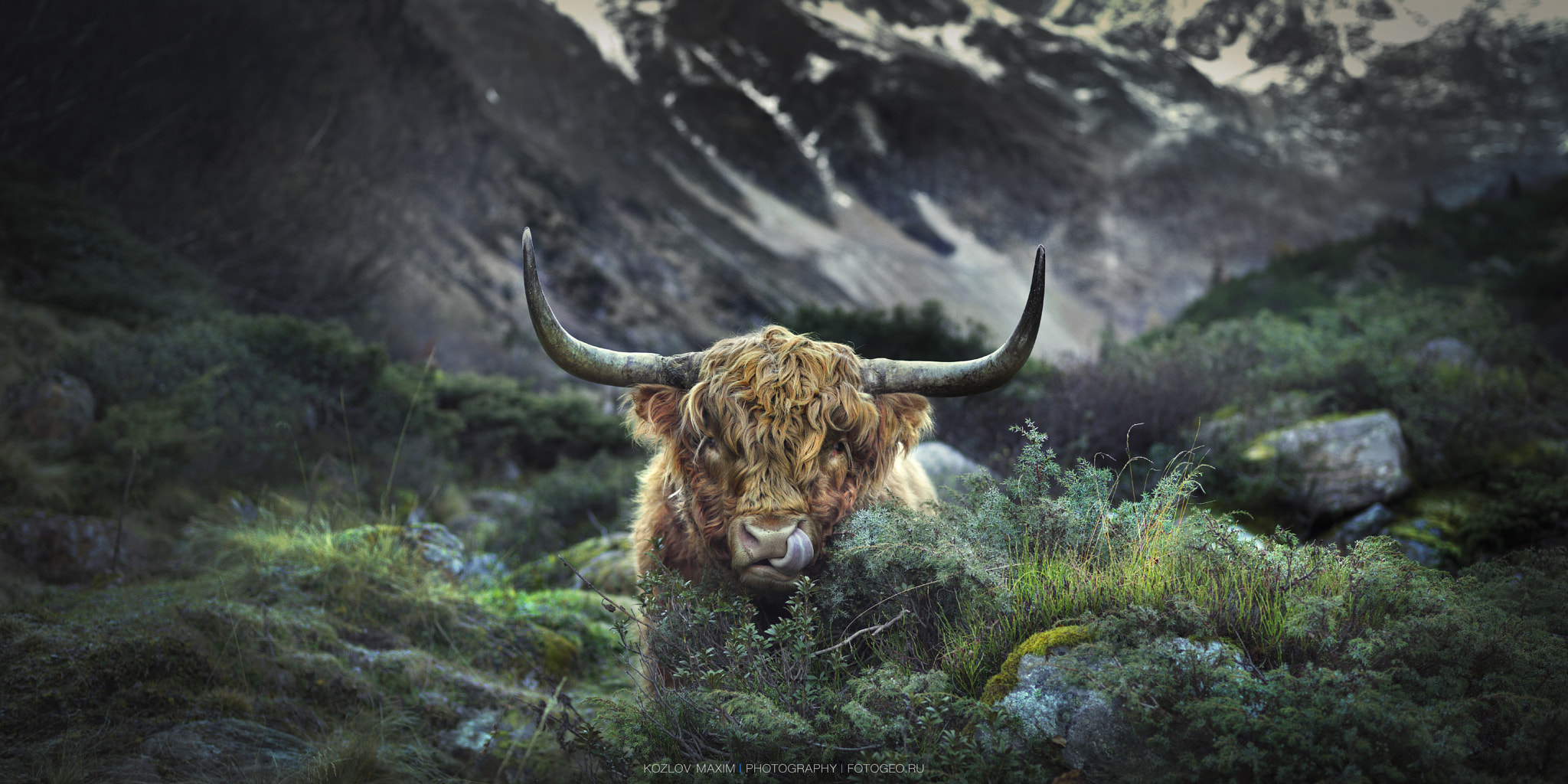 Hasselblad H4D-60 + HC 80 sample photo. Highiand cattle. austria. photography