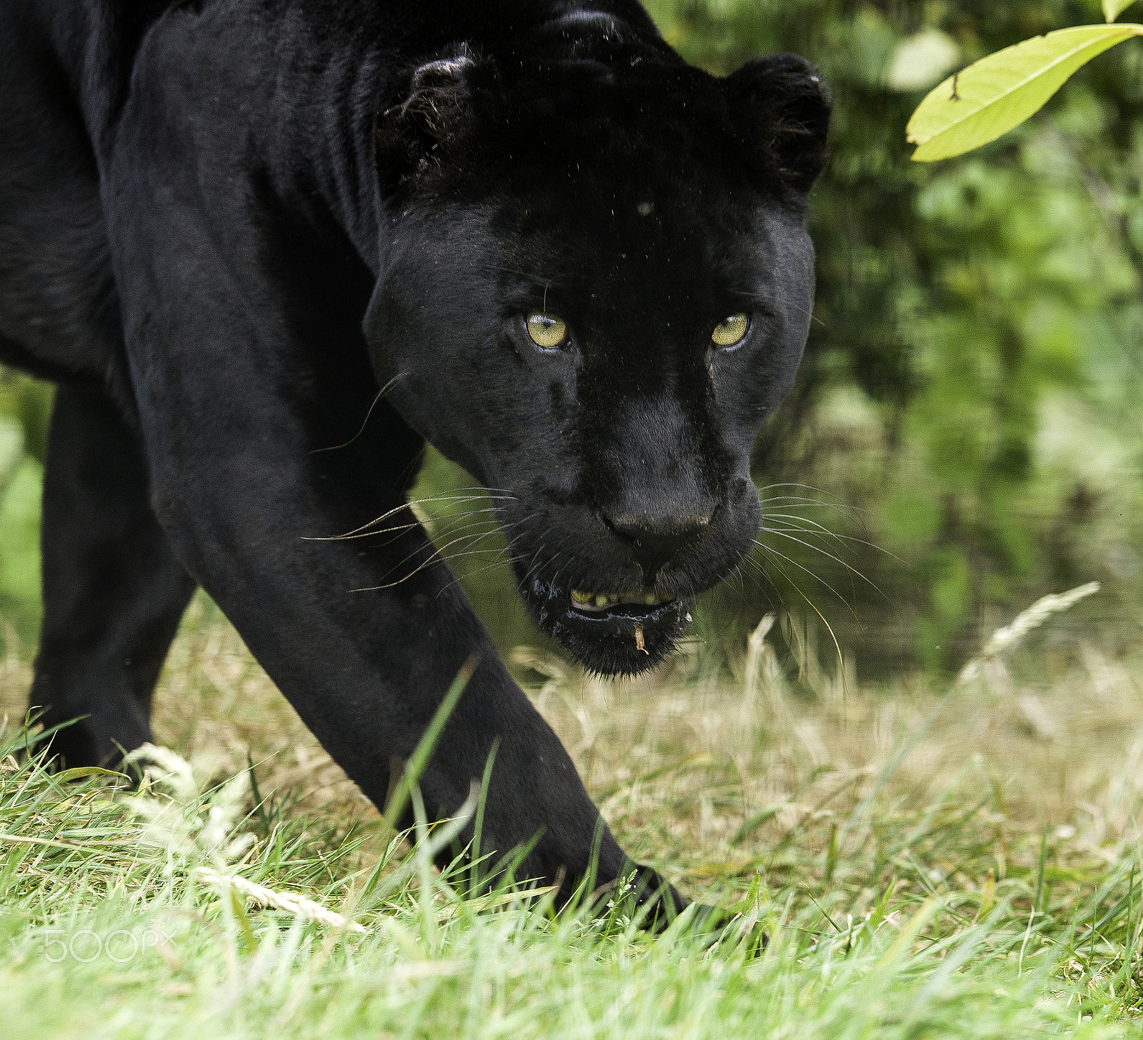 Nikon D5 + Nikon AF-S Nikkor 200mm F2G ED VR II sample photo. Black jaguar photography