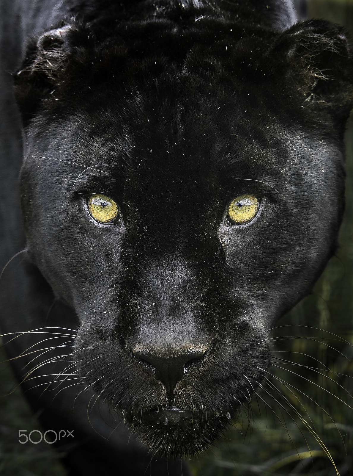 Nikon AF-S Nikkor 200mm F2G ED VR II sample photo. Black jaguar photography