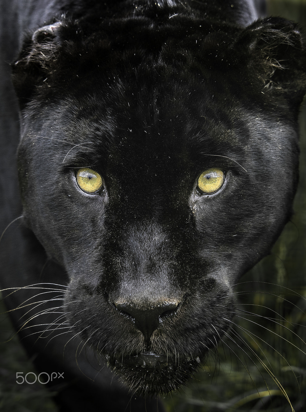 Nikon D5 sample photo. Black jaguar photography