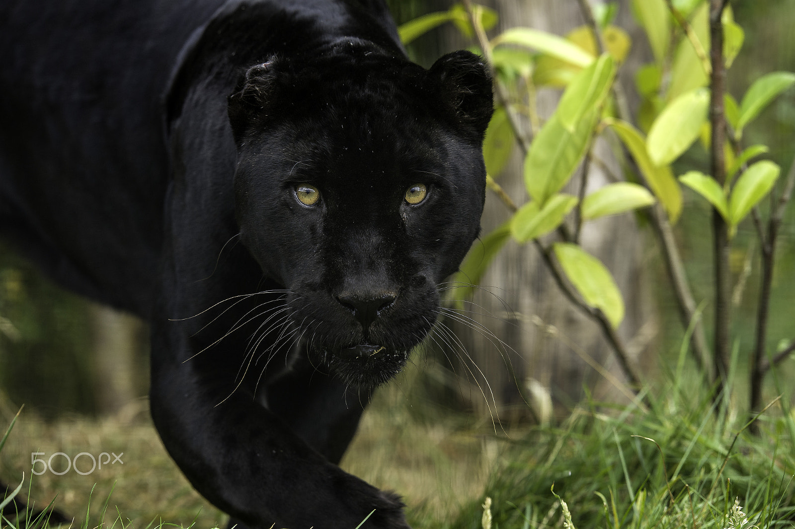 Nikon D5 + Nikon AF-S Nikkor 200mm F2G ED VR II sample photo. Black jaguar photography