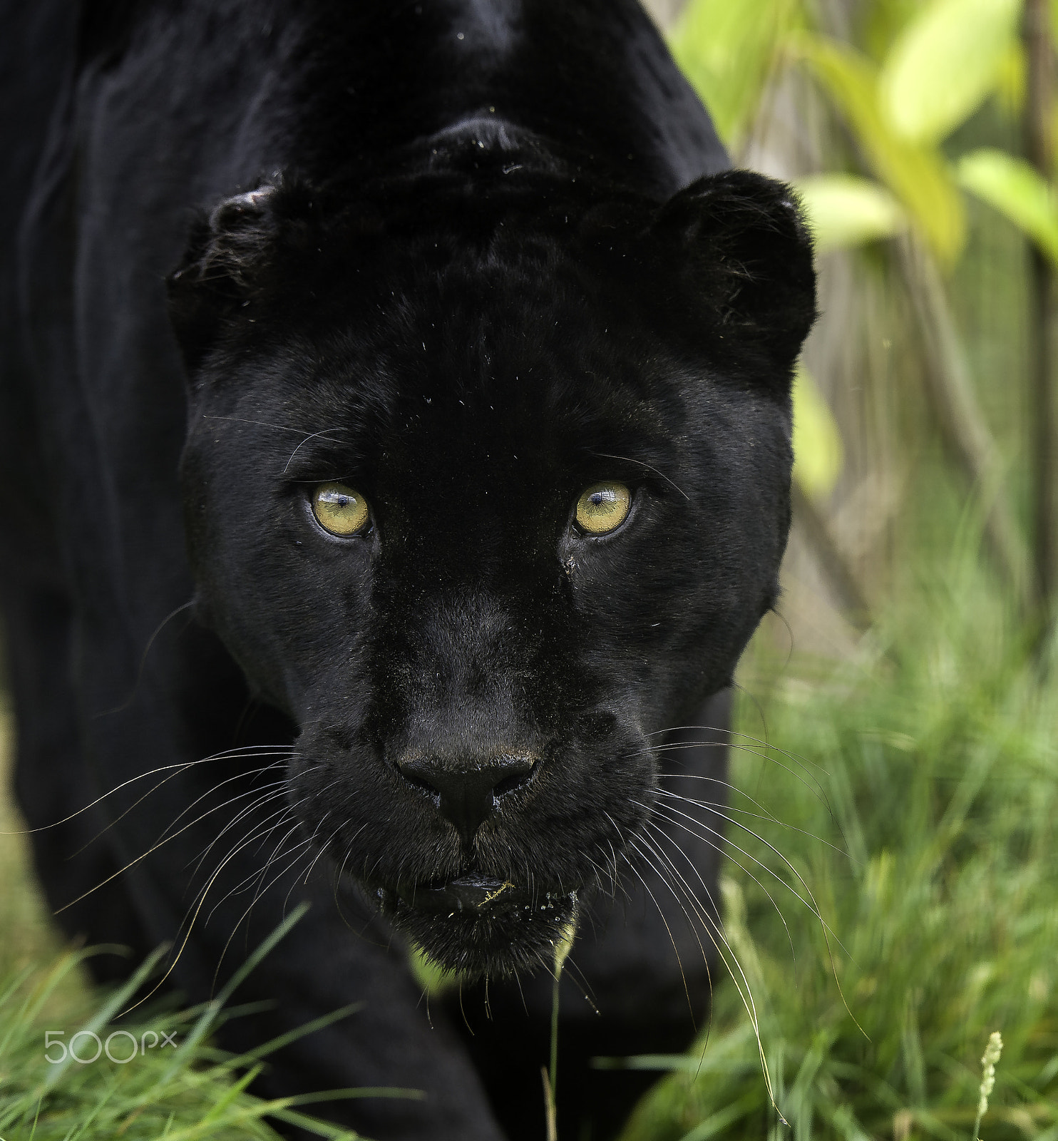 Nikon D5 + Nikon AF-S Nikkor 200mm F2G ED VR II sample photo. Black jaguar photography