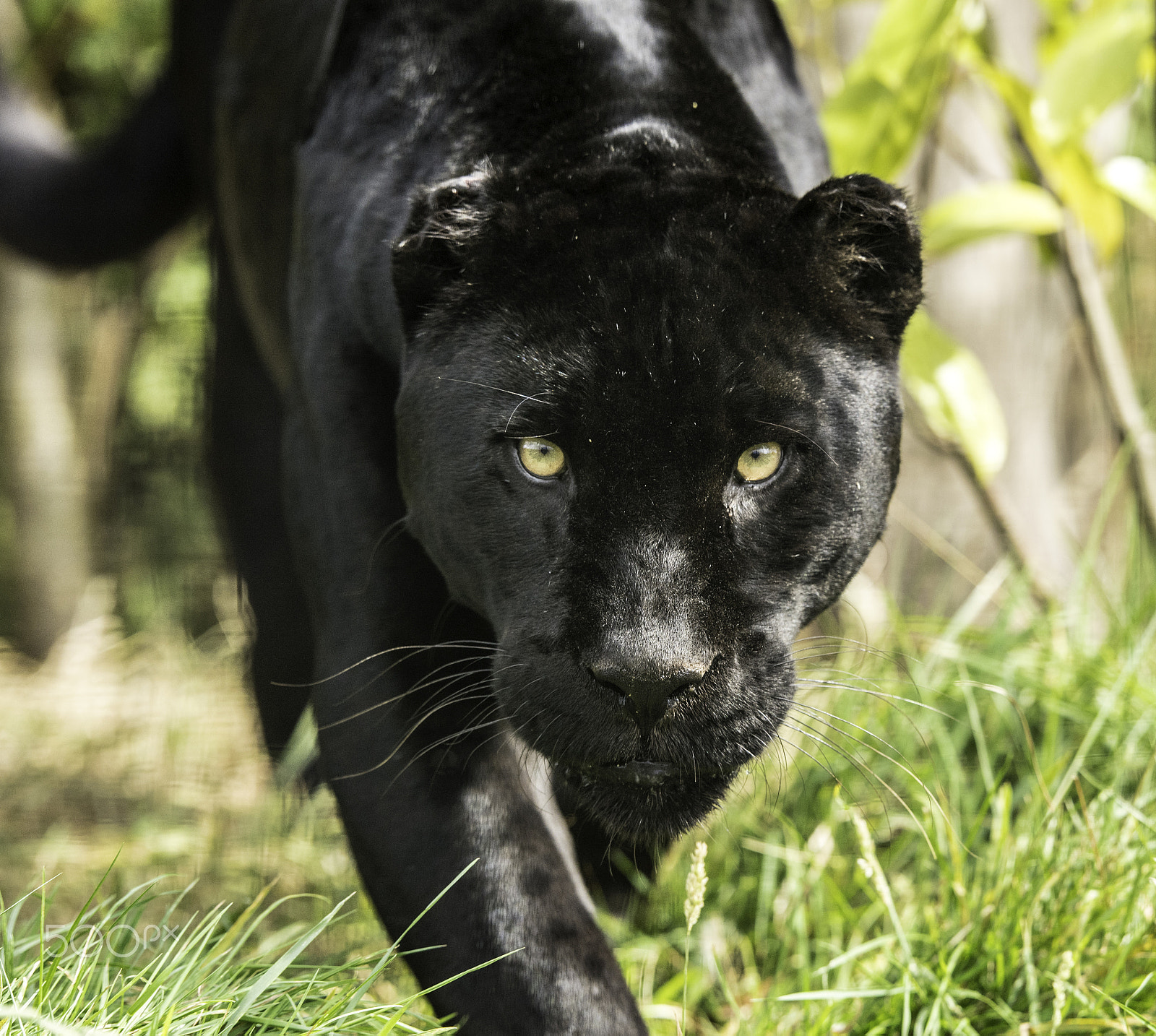 Nikon AF-S Nikkor 200mm F2G ED VR II sample photo. Black jaguar photography