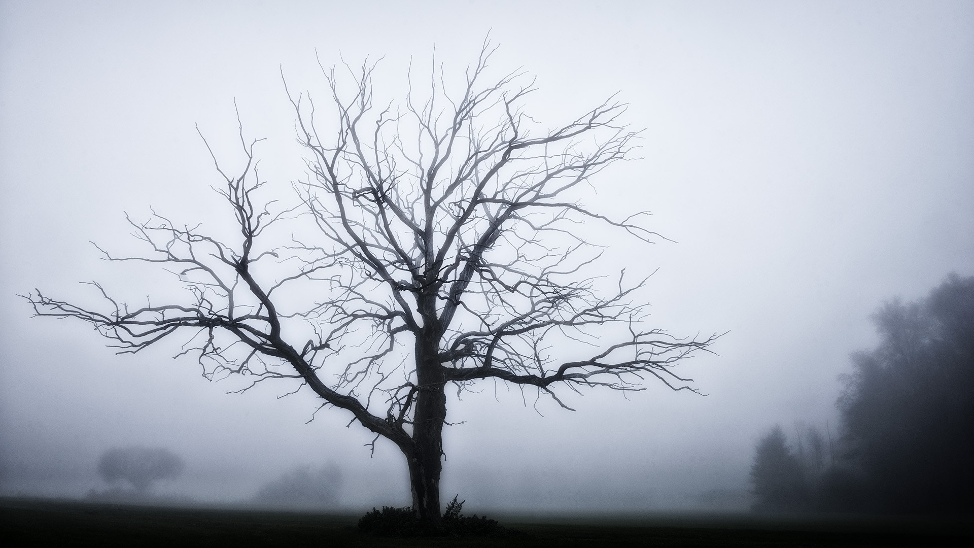 Sony a7 sample photo. Dead tree photography