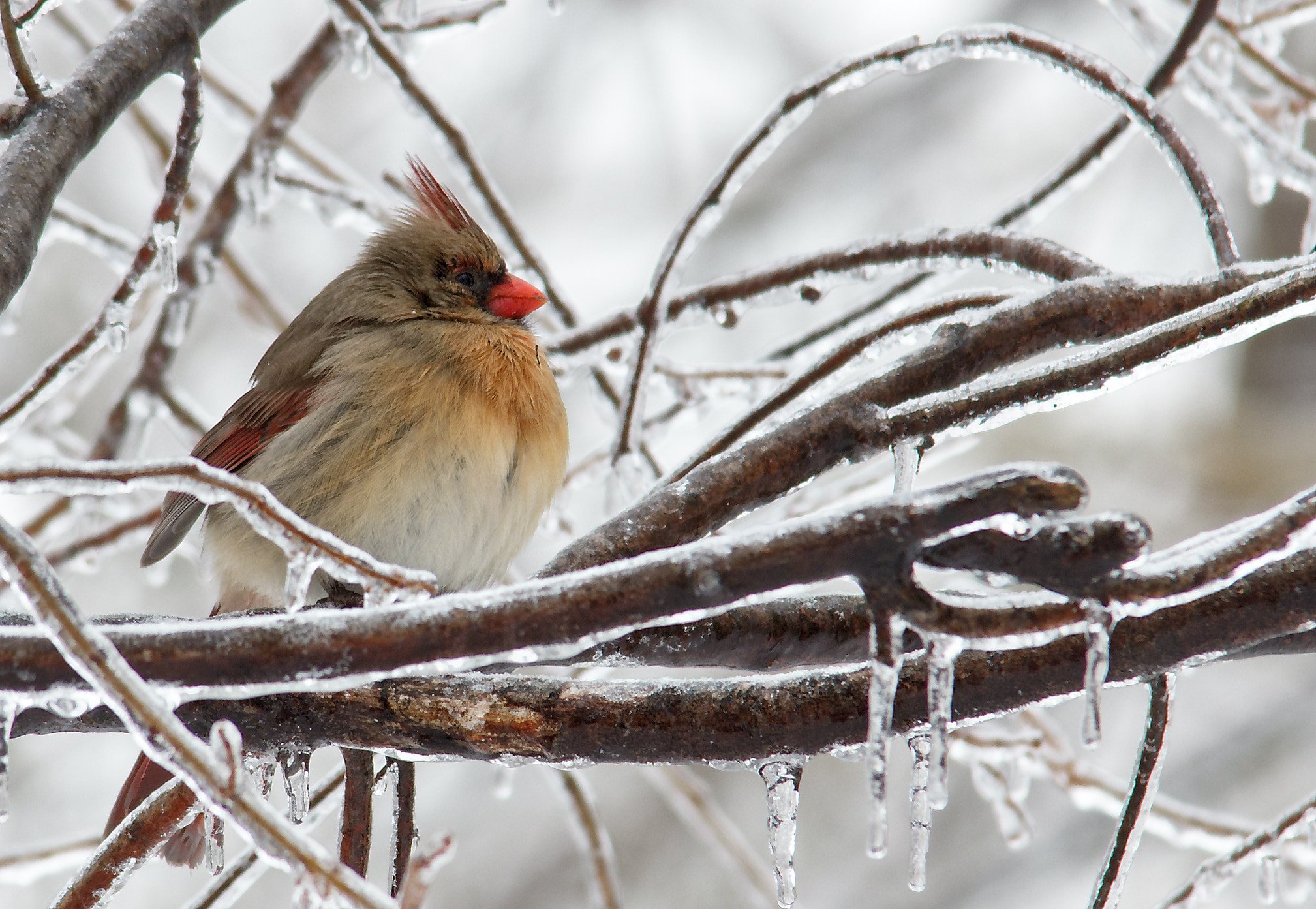 Sigma 150-500mm F5-6.3 DG OS HSM sample photo. Wintering cardinal photography
