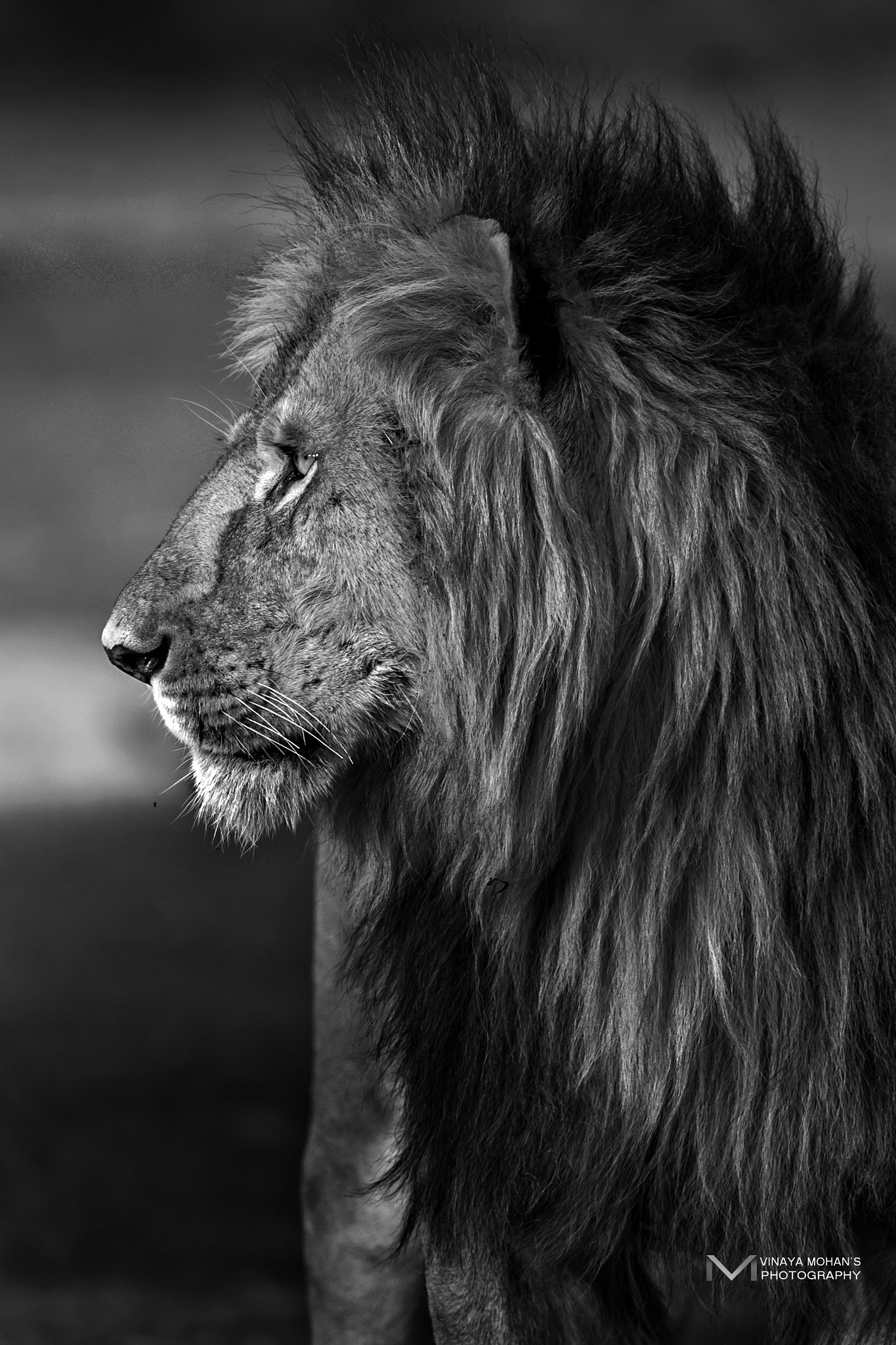 Nikon D4S + Nikon AF-S Nikkor 500mm F4G ED VR sample photo. Lion king portrait vma photography