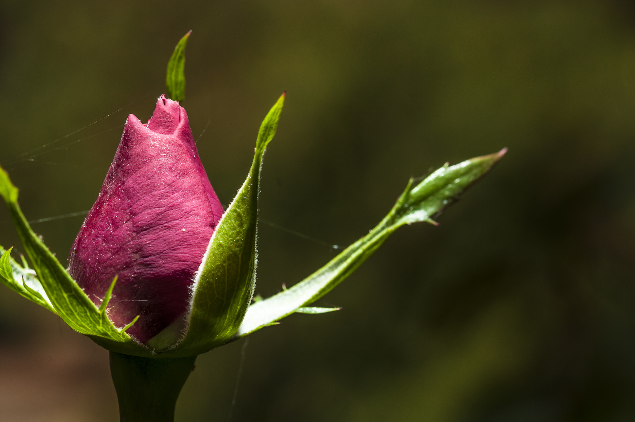 Sigma 105mm F2.8 EX DG OS HSM sample photo. Ro003 photography