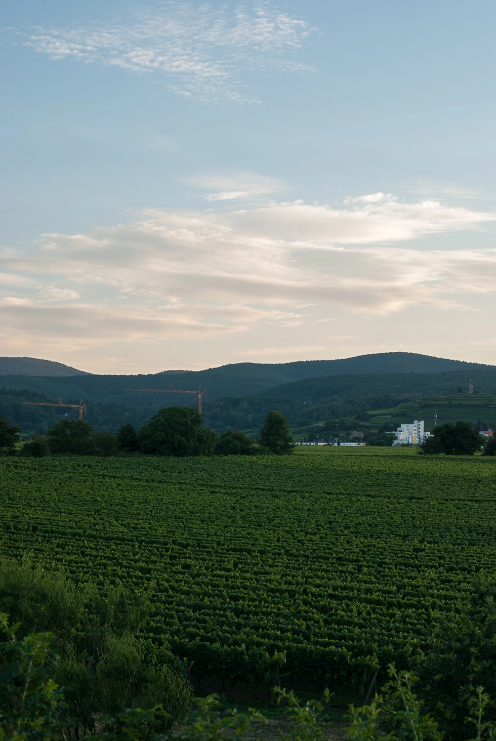 Nikon D80 sample photo. Vineyard photography