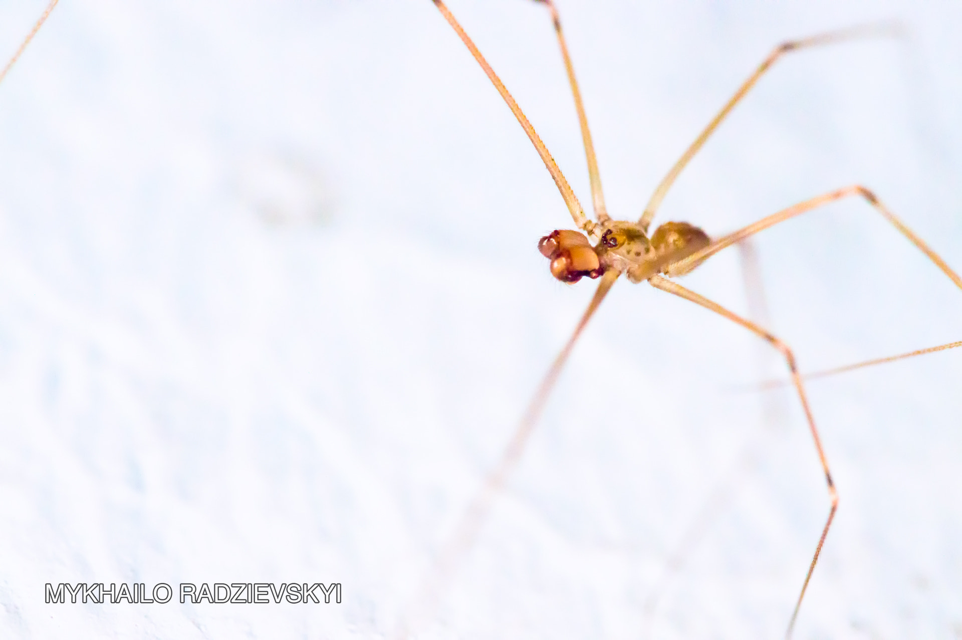 Sigma 105mm F2.8 EX DG OS HSM sample photo. Long legs spider photography