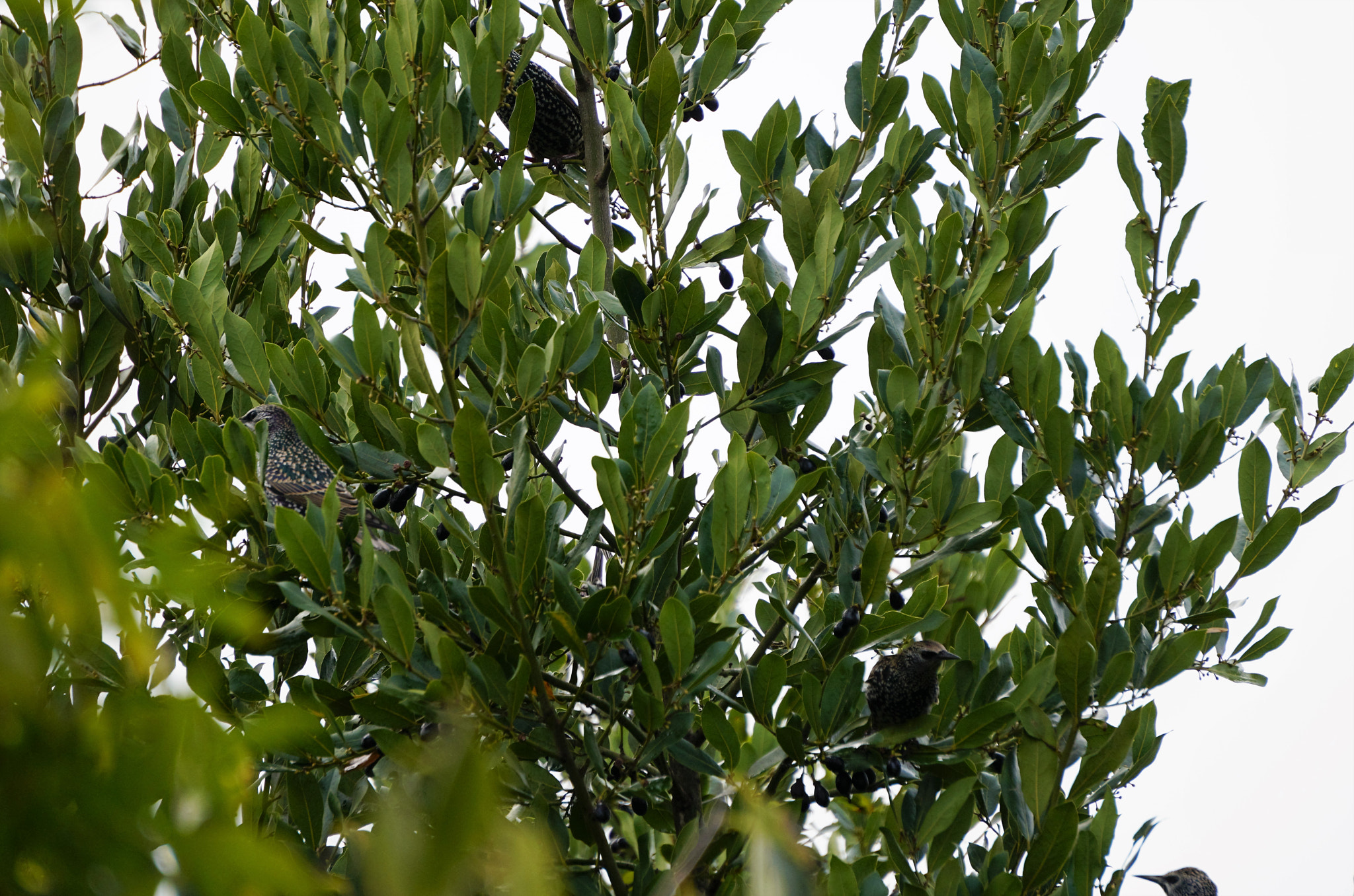 Sony a6300 sample photo. Starlings feasting on laurel seeds photography