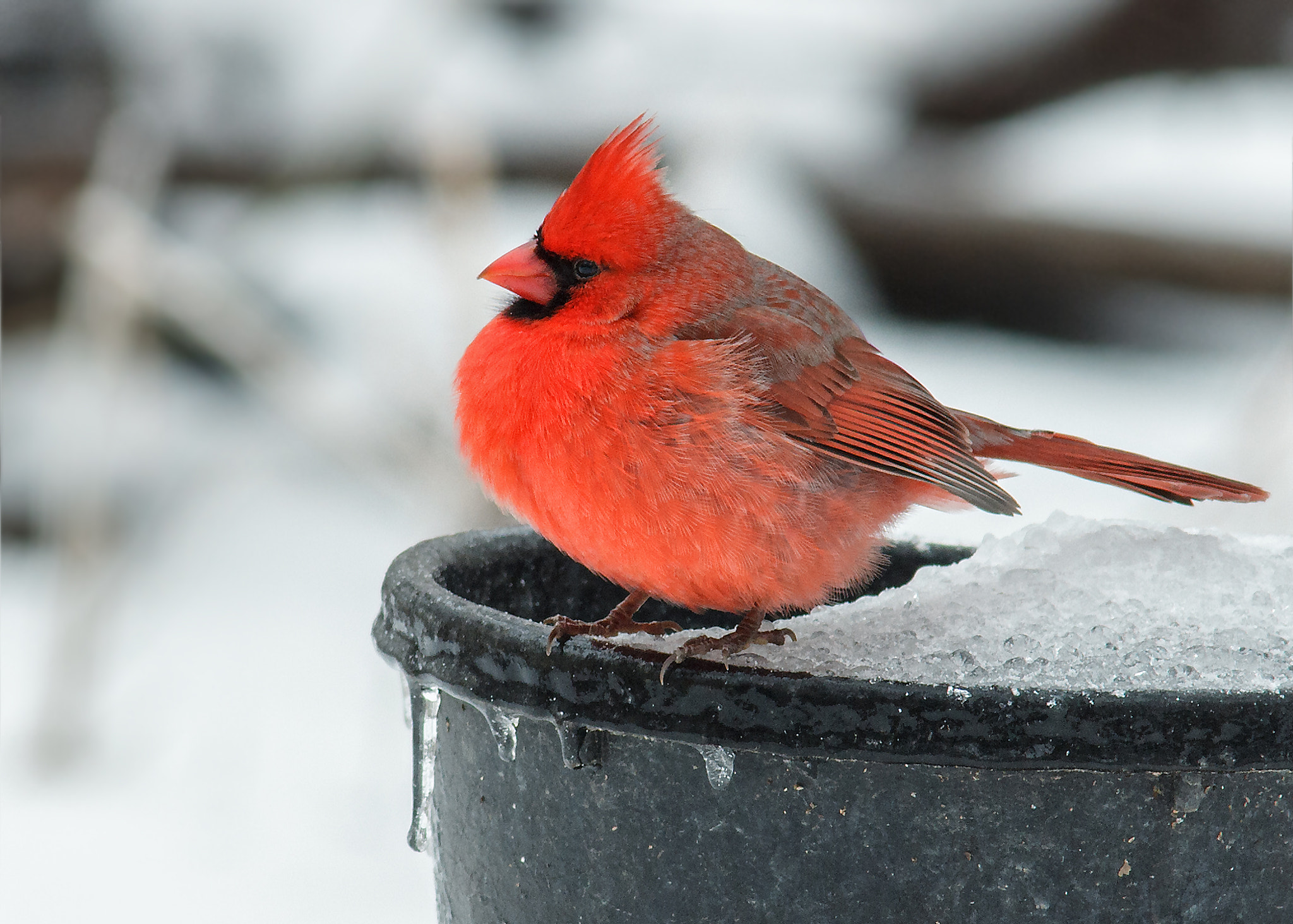 Sigma 150-500mm F5-6.3 DG OS HSM sample photo. Cardinal photography