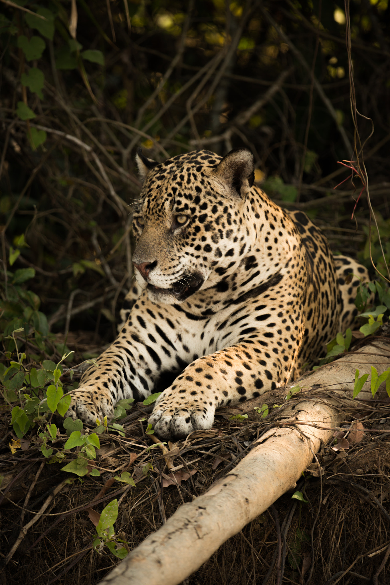 Nikon AF-S Nikkor 800mm F5.6E FL ED VR sample photo. Jaguar lying beside log on earth bank photography