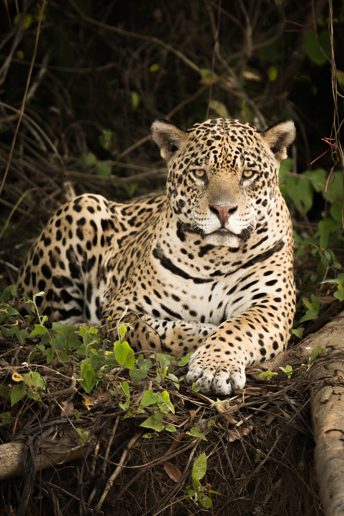 Nikon AF-S Nikkor 800mm F5.6E FL ED VR sample photo. Jaguar lying by log in dense forest photography