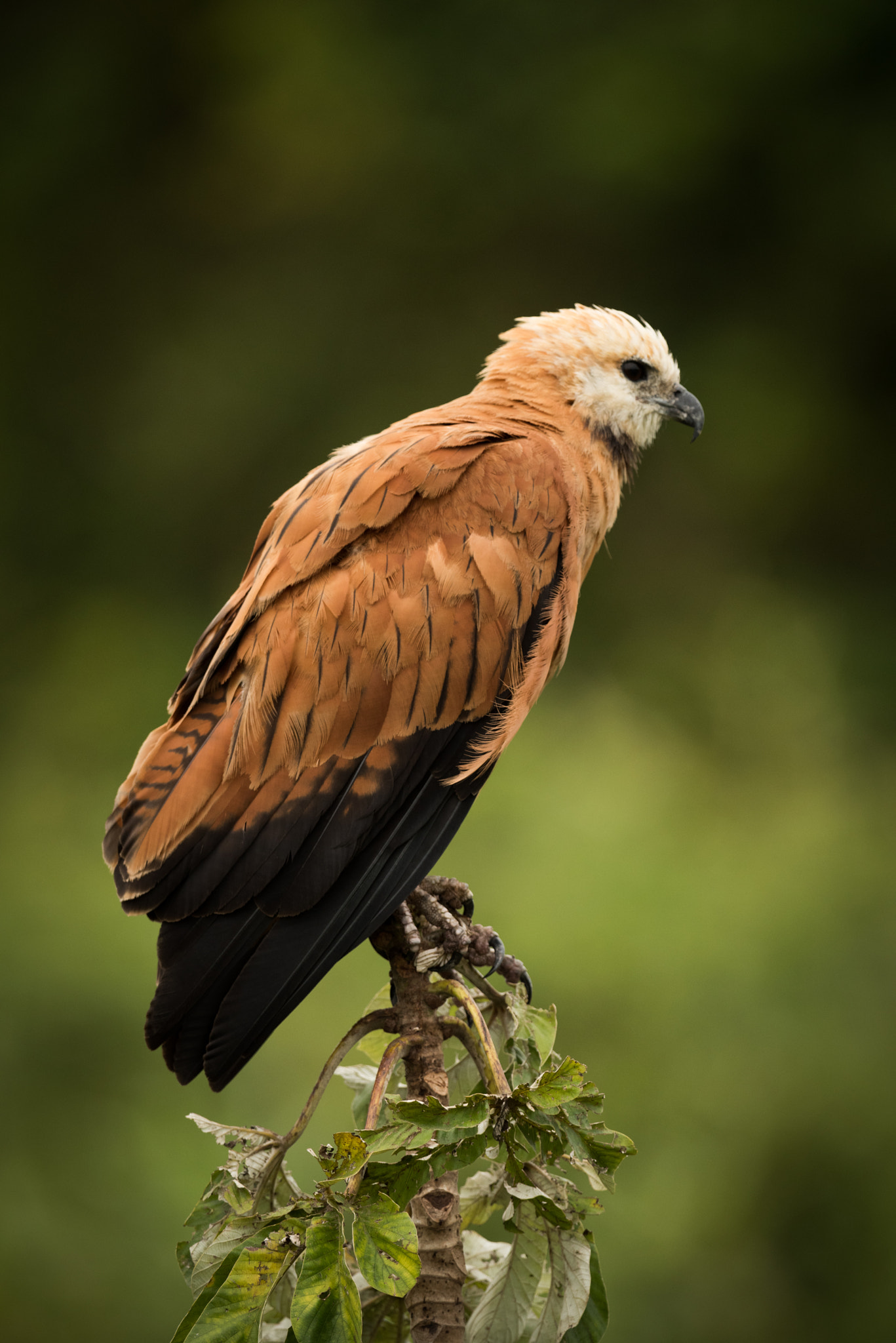 Nikon AF-S Nikkor 800mm F5.6E FL ED VR sample photo. Black-collared hawk in profile perched on stump photography