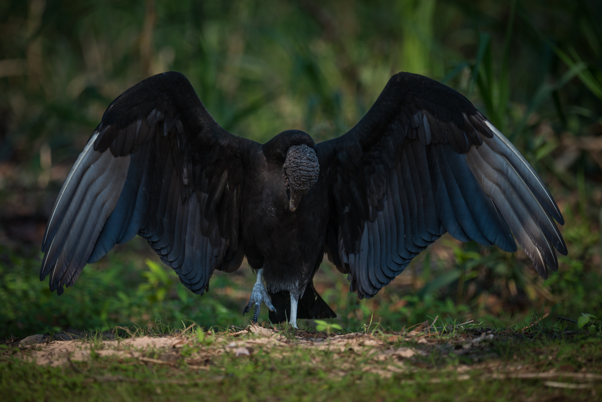 Nikon AF-S Nikkor 800mm F5.6E FL ED VR sample photo. Black vulture doing mating dance on ground photography