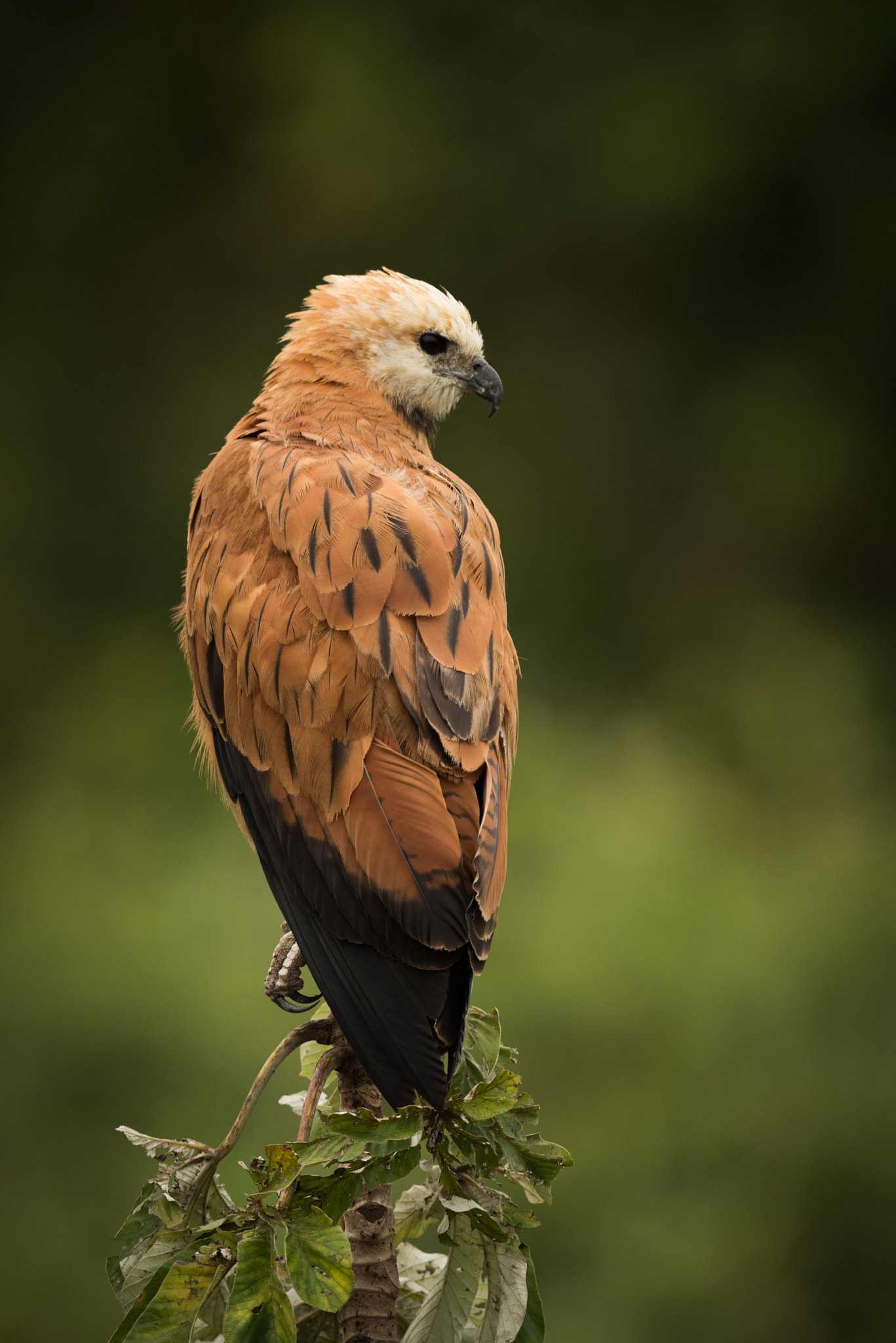 Nikon AF-S Nikkor 800mm F5.6E FL ED VR sample photo. Black-collared hawk perched on stump facing right photography