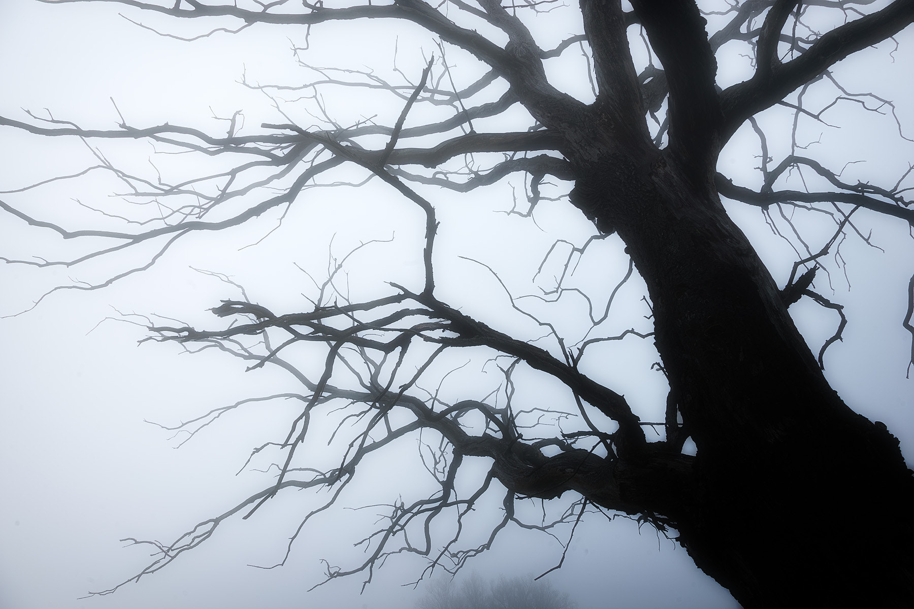 Sony a7 + Tamron 18-270mm F3.5-6.3 Di II PZD sample photo. Dead tree (ii) photography