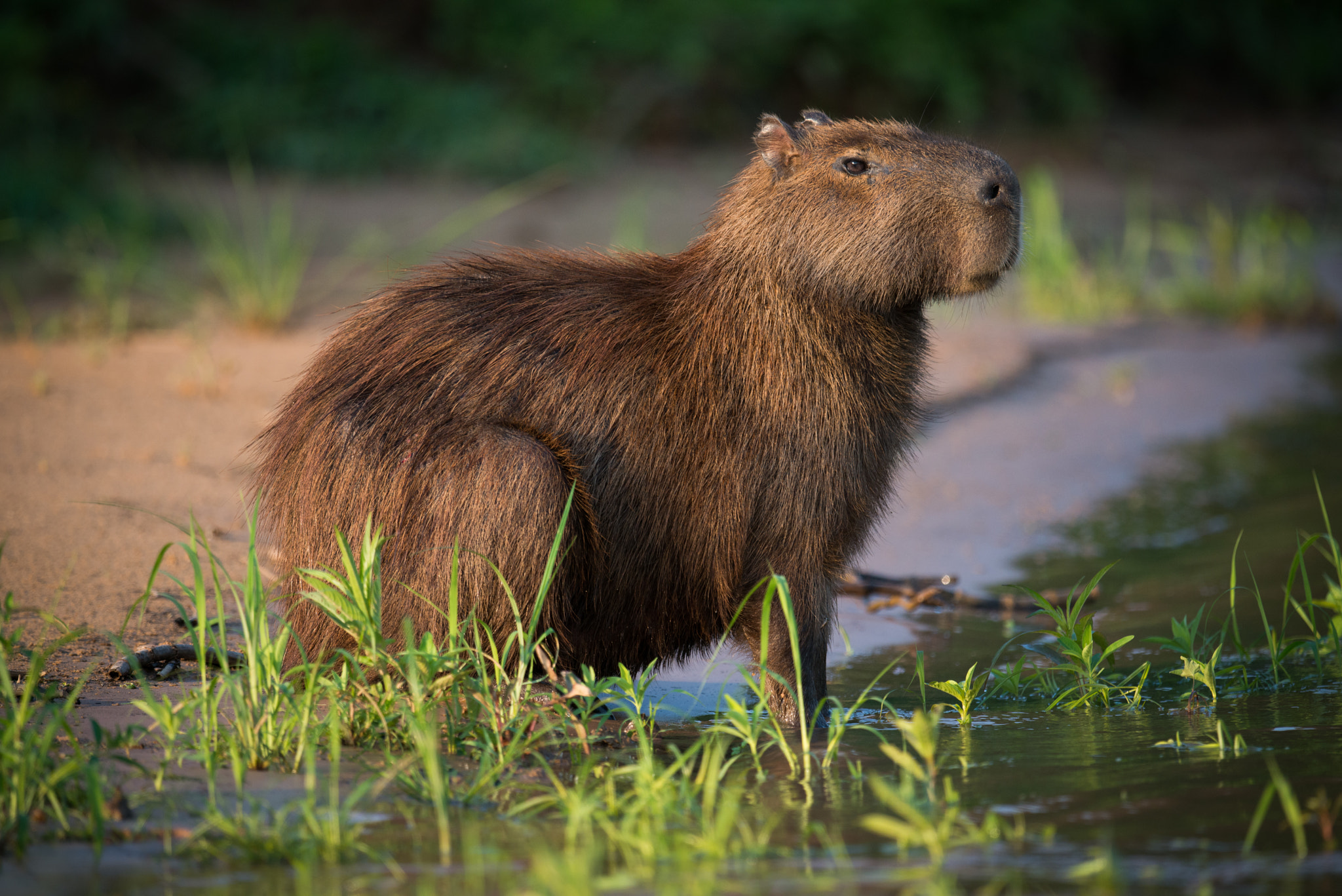 Nikon AF-S Nikkor 800mm F5.6E FL ED VR sample photo. Capybara sitting in grass on river bank photography
