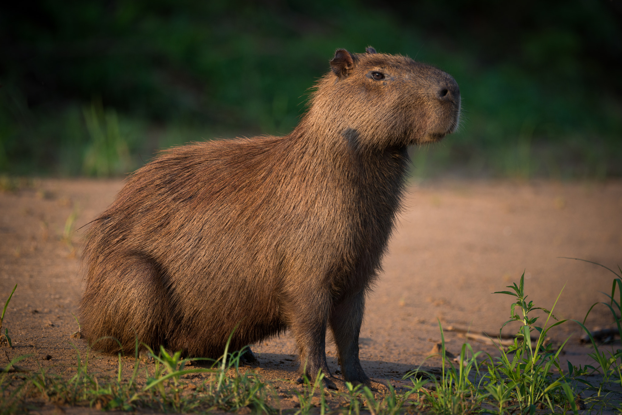 Nikon AF-S Nikkor 800mm F5.6E FL ED VR sample photo. Capybara sitting on beach on river bank photography