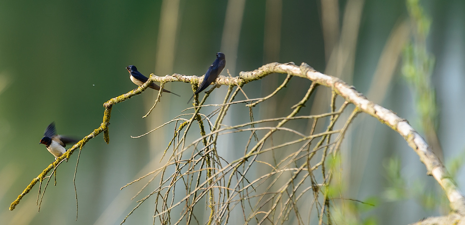 Nikon D800 + Nikon AF-S Nikkor 500mm F4G ED VR sample photo. Rauchschwalben birds photography