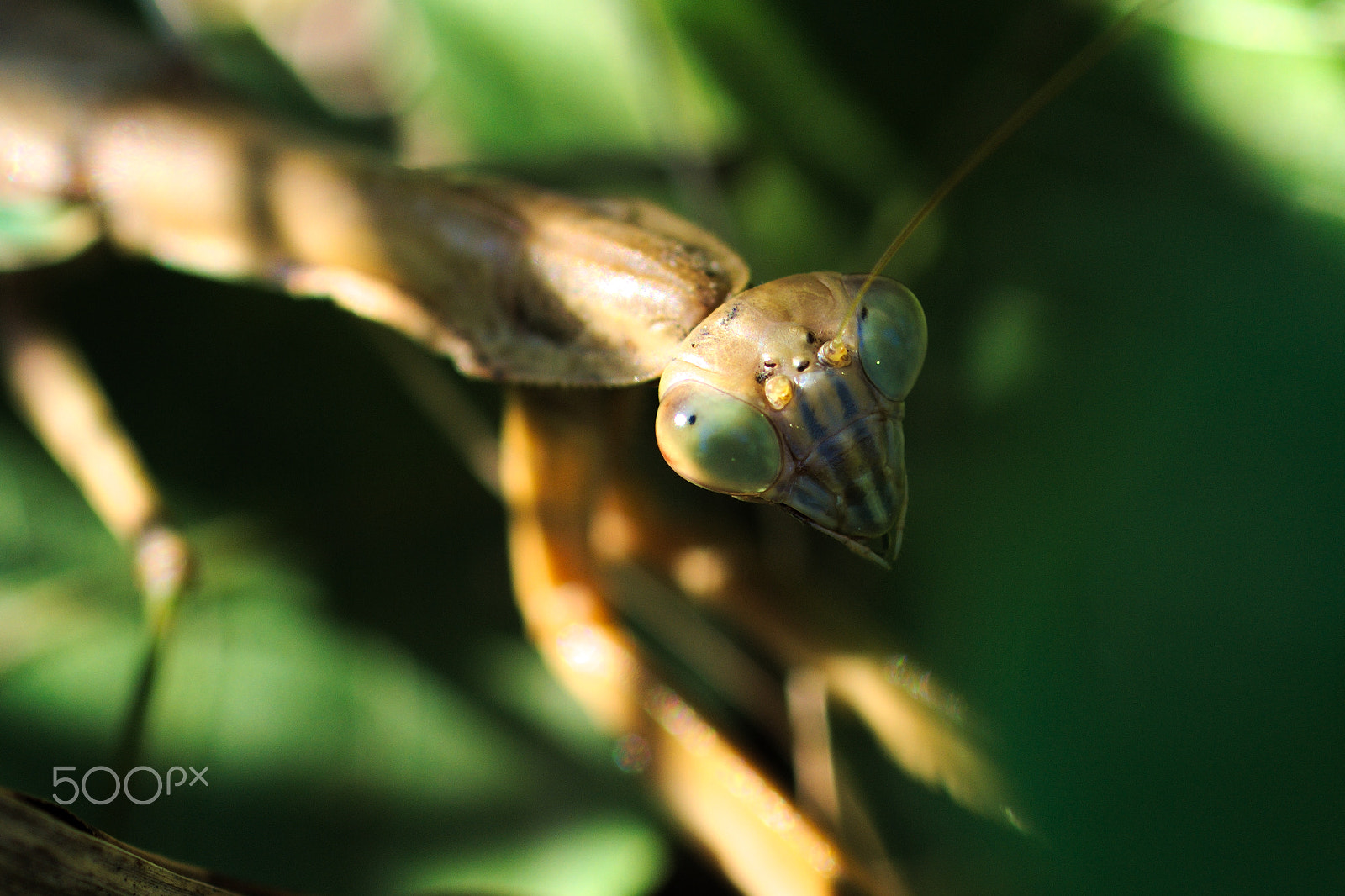 Nikon D40X + Nikon AF Micro-Nikkor 60mm F2.8D sample photo. Mantis photography